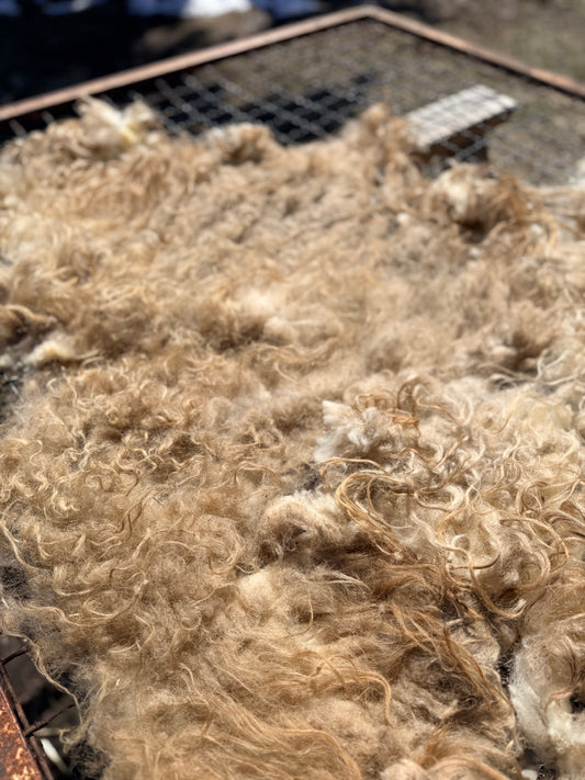 Spring 26’ Icelandic Fleece - “Ida”