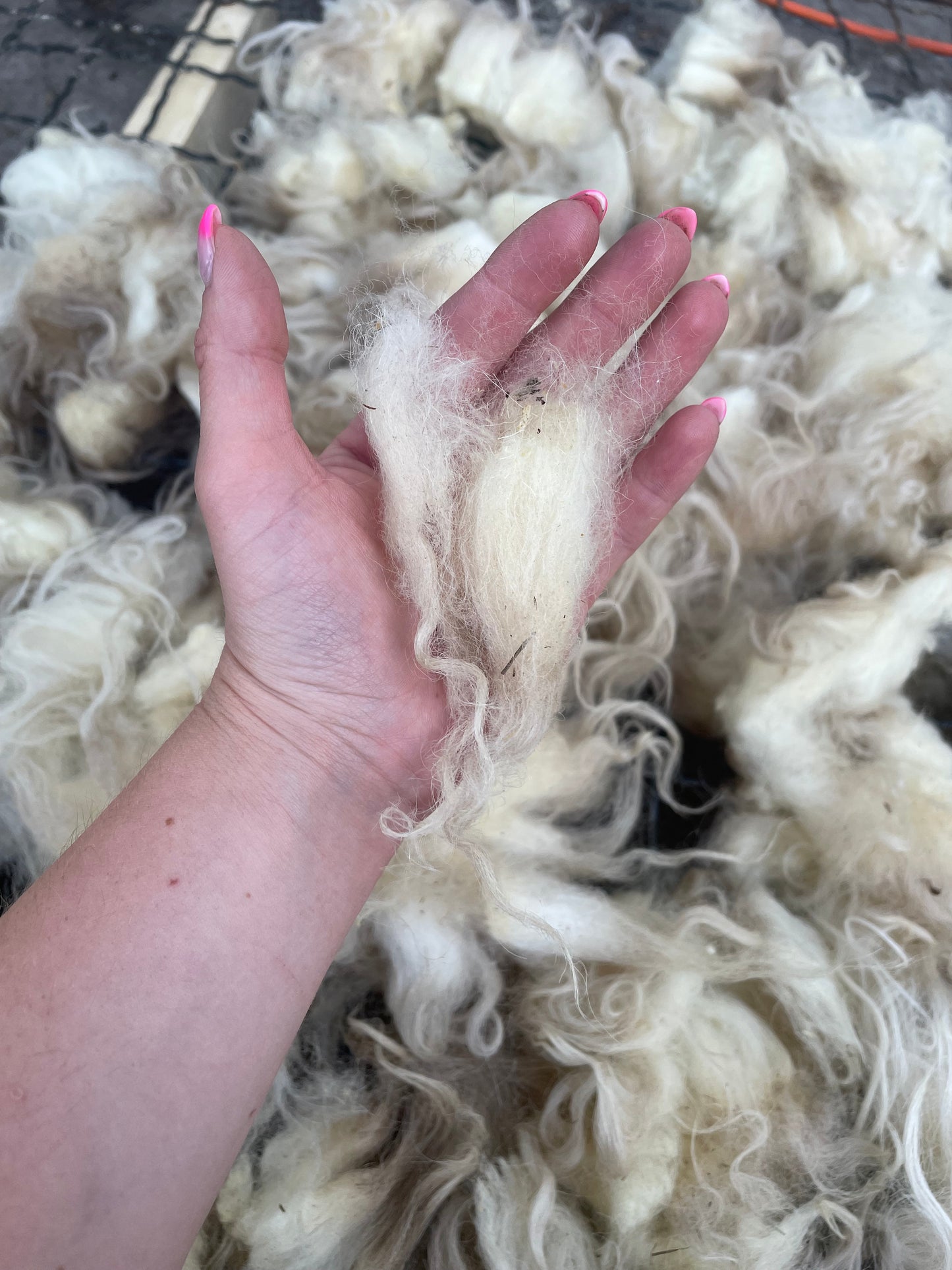 Navajo Churro Fleece - Archer