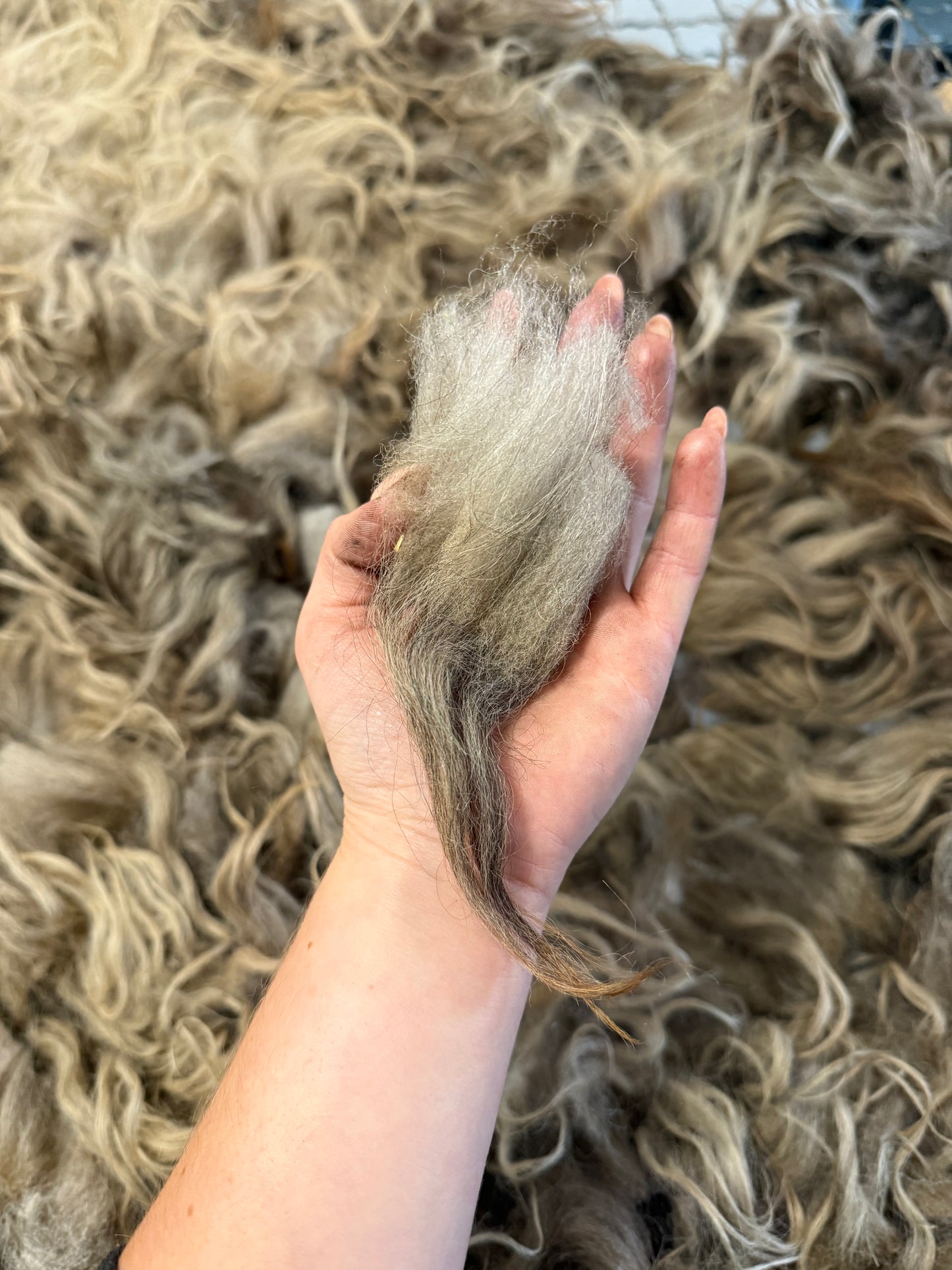 Icelandic Fall 2025 Fleece - “Annie”