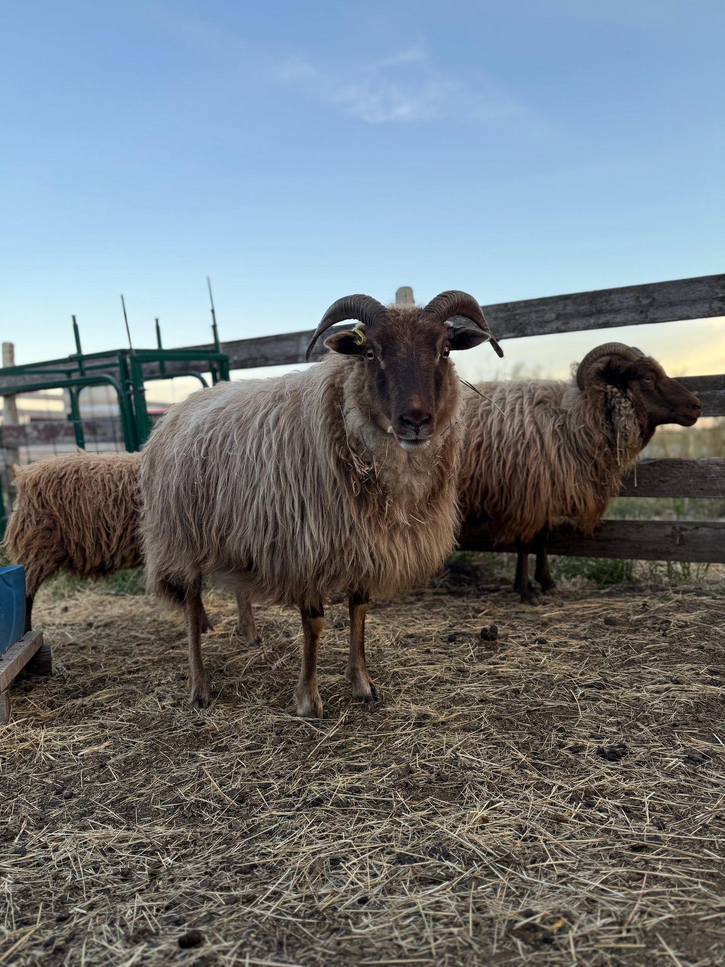 Lamb Reservations 2026