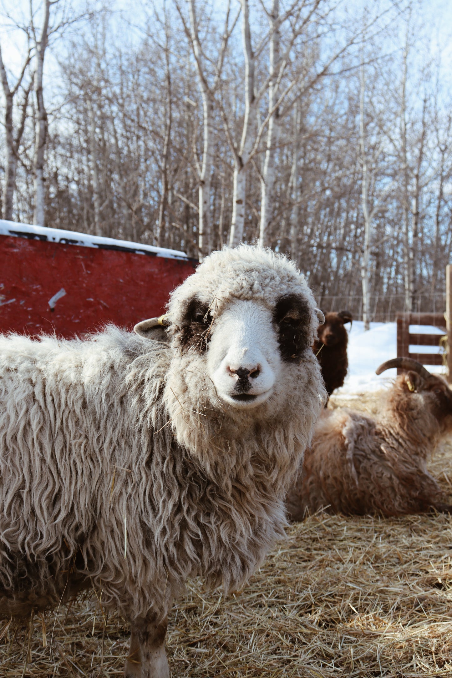 Navajo Churro Ewe - Rosie