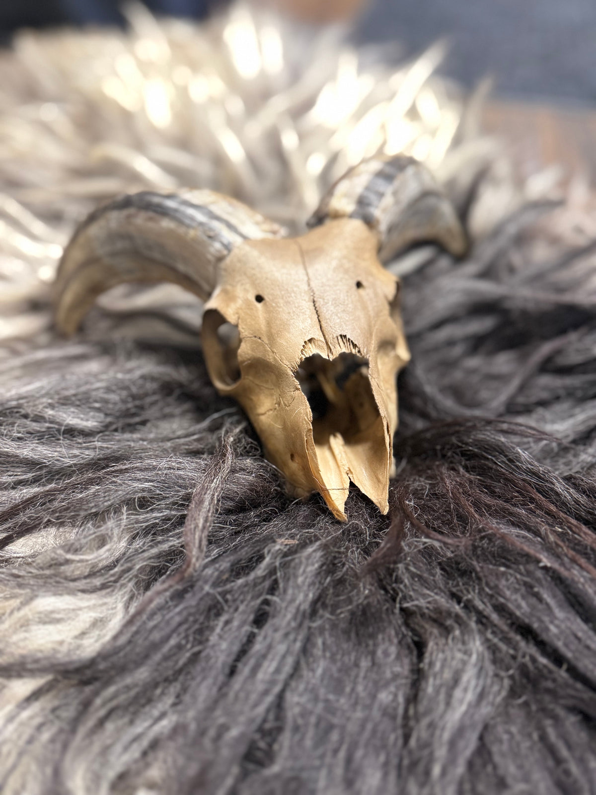 Icelandic Lamb Skull