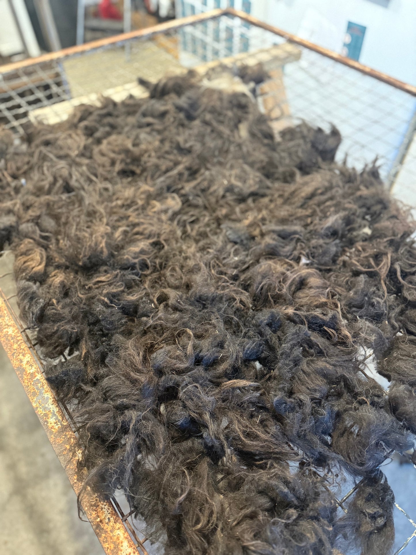 Icelandic Fall 2025 Fleece - “Fjóla”