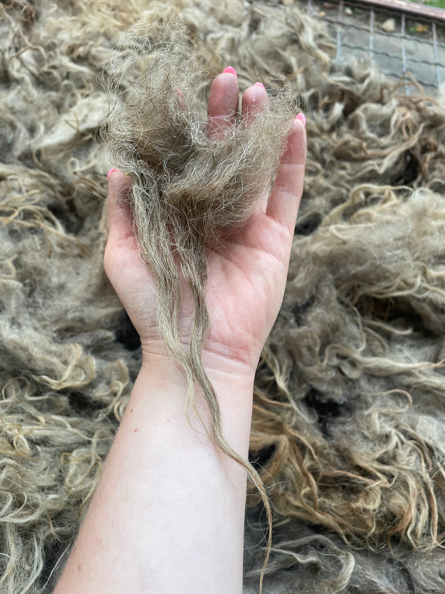 Icelandic Fleece - Annie