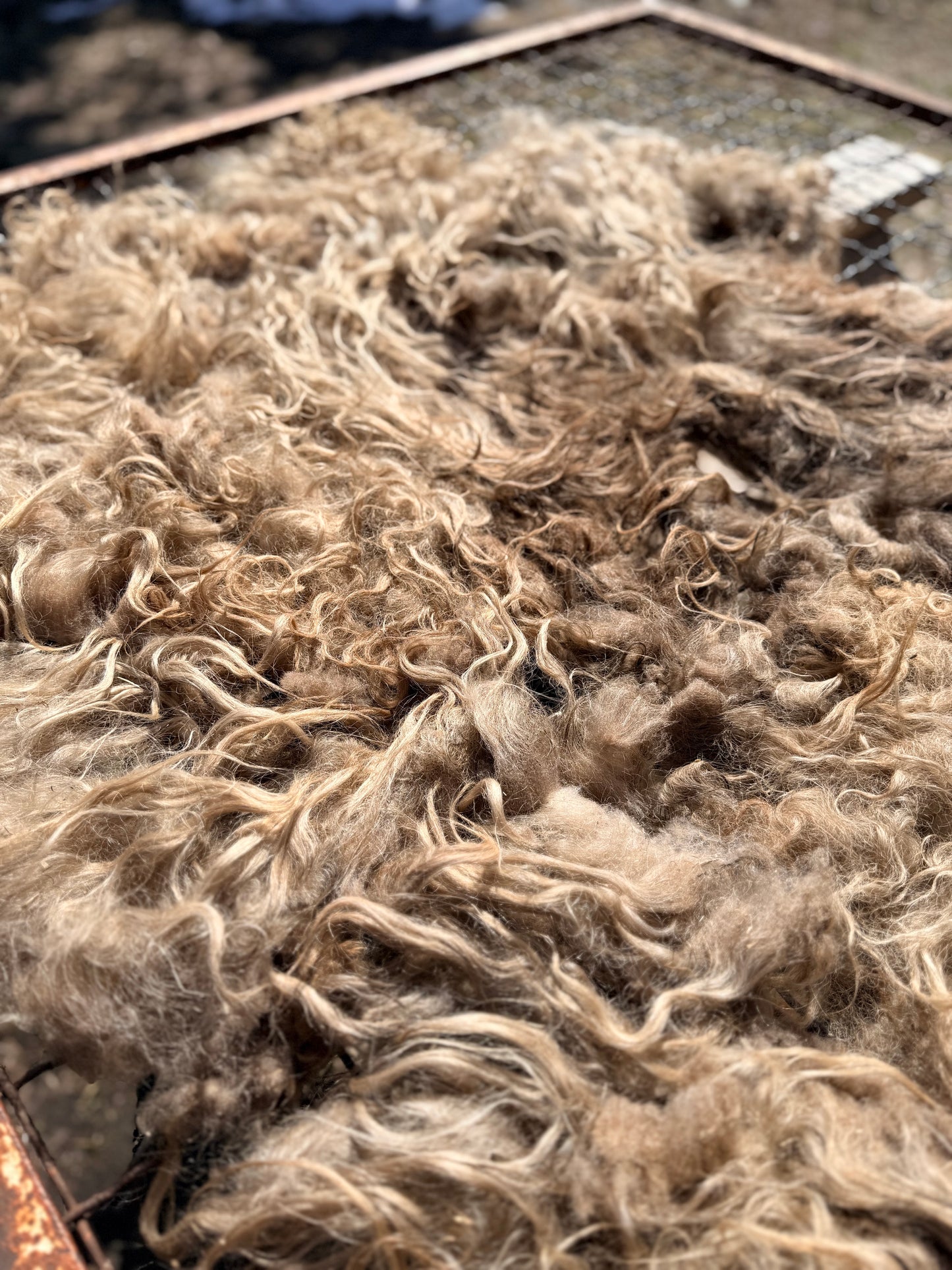 Spring 26’ Icelandic Fleece - “Helga”