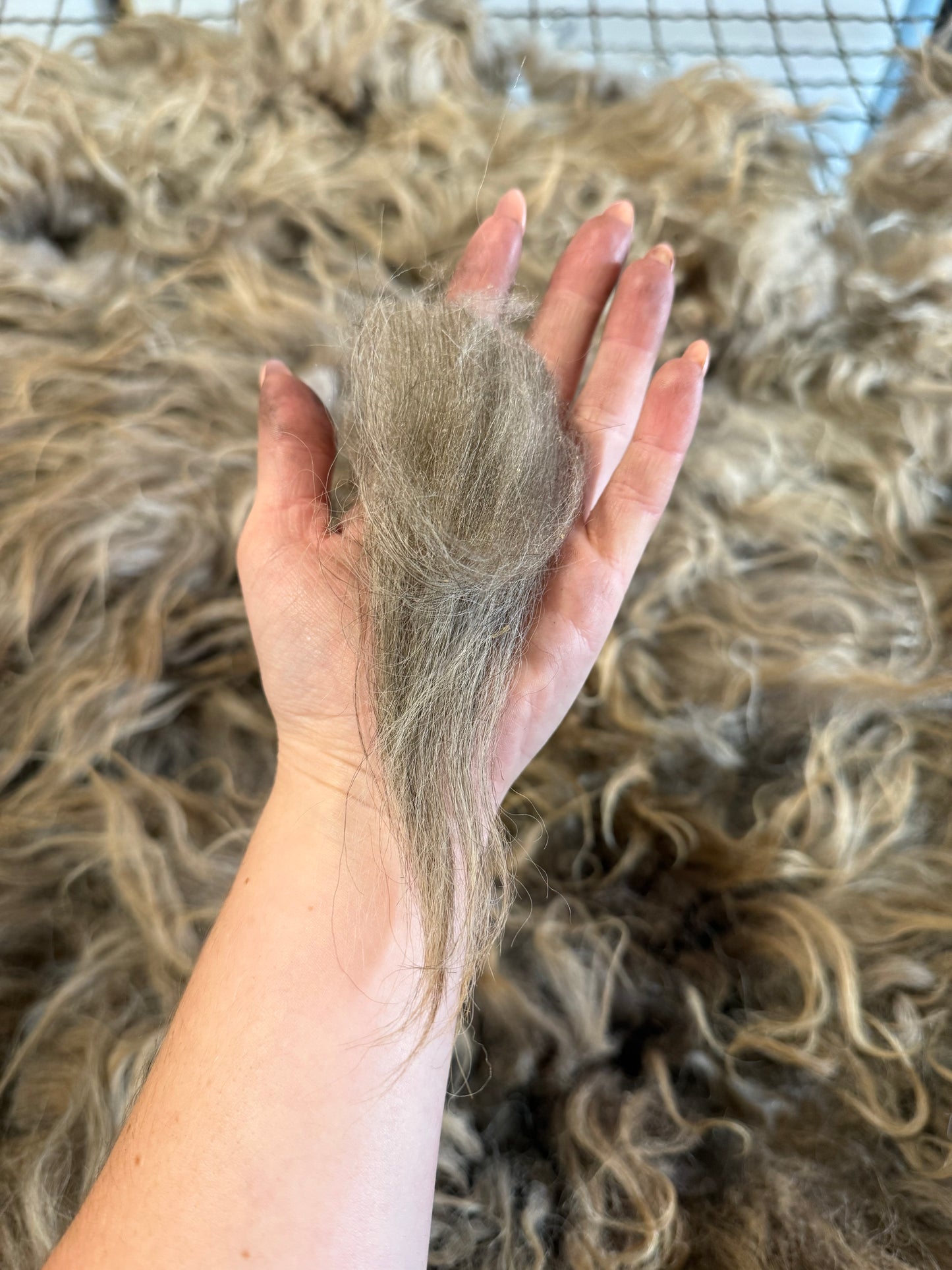 Icelandic Fall 2025 Fleece - “Helga”