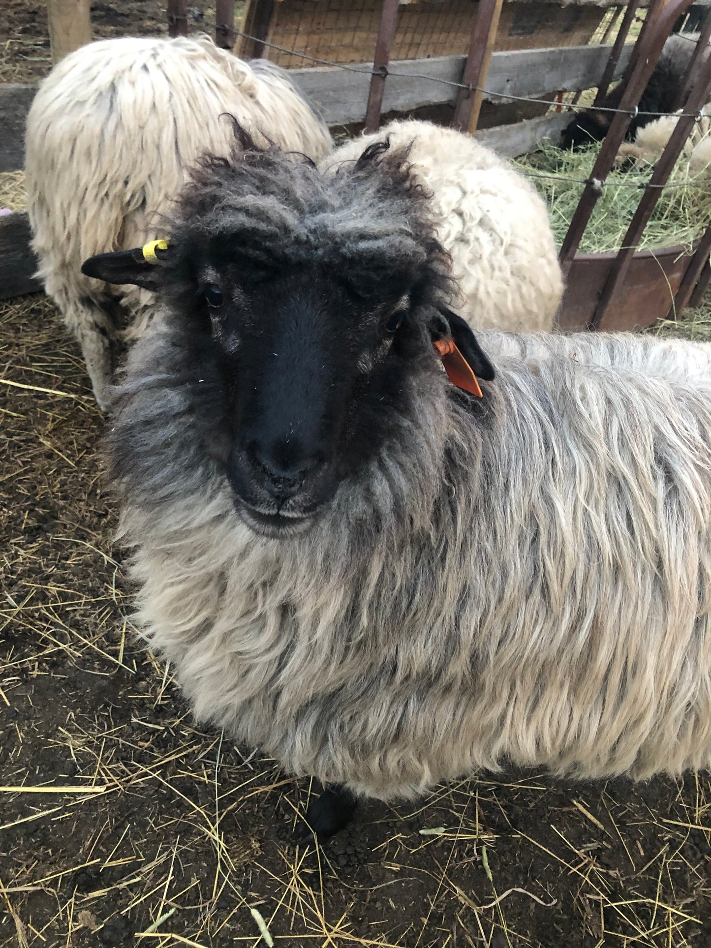 Navajo Churro Fleece - Honey