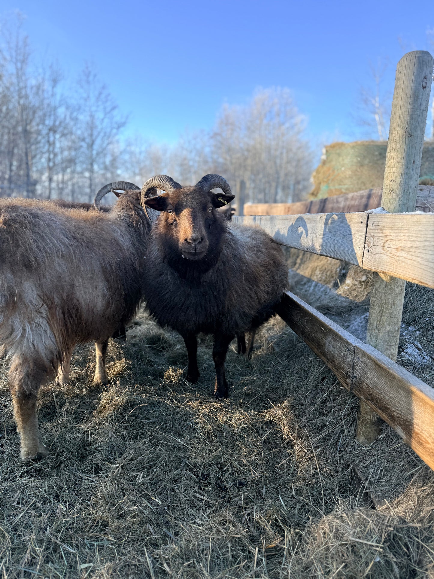 Lamb Reservations 2026