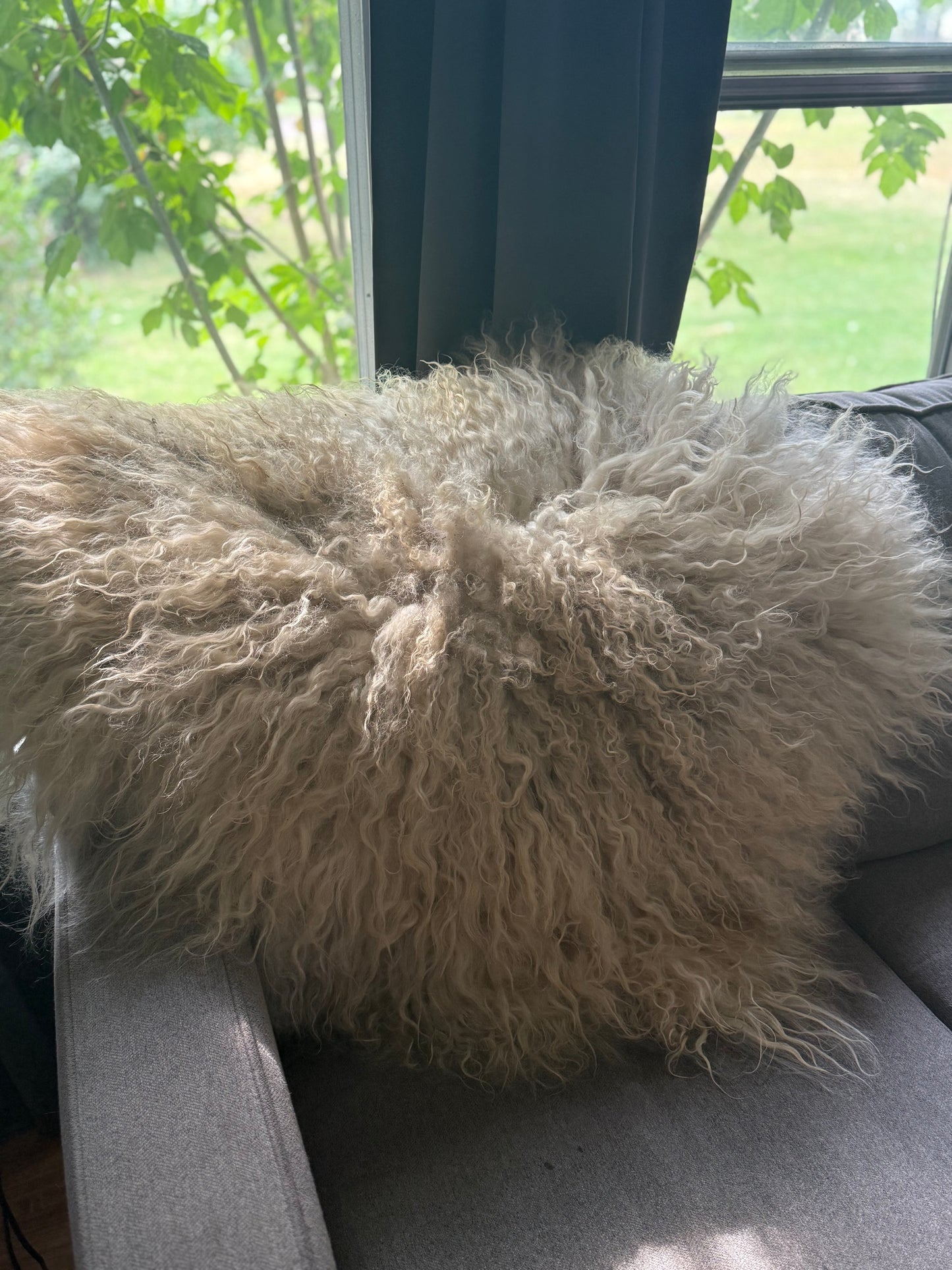 Icelandic Hide - “Joey”