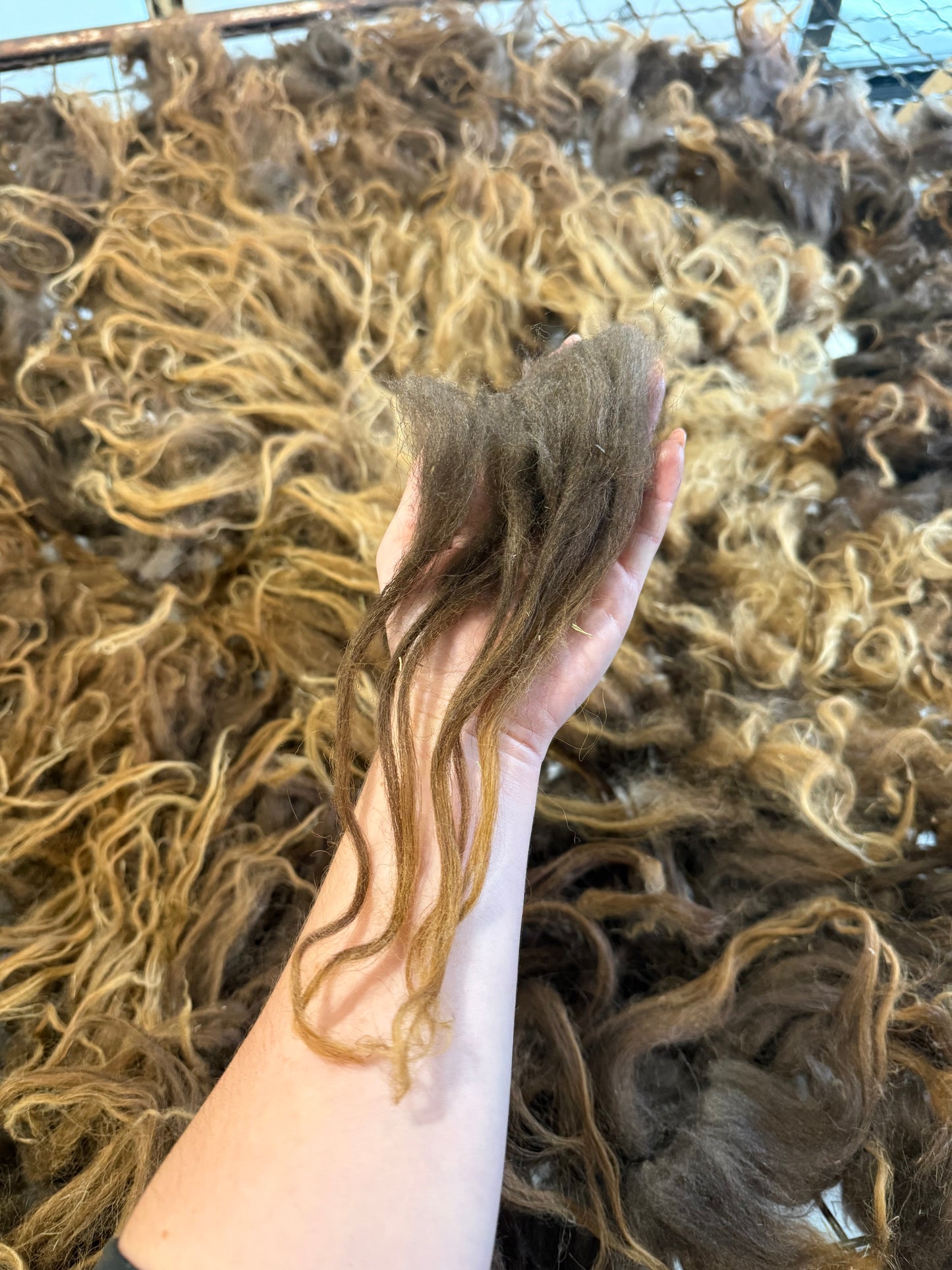 Icelandic Fall 2025 Lamb Fleece - “Nella”