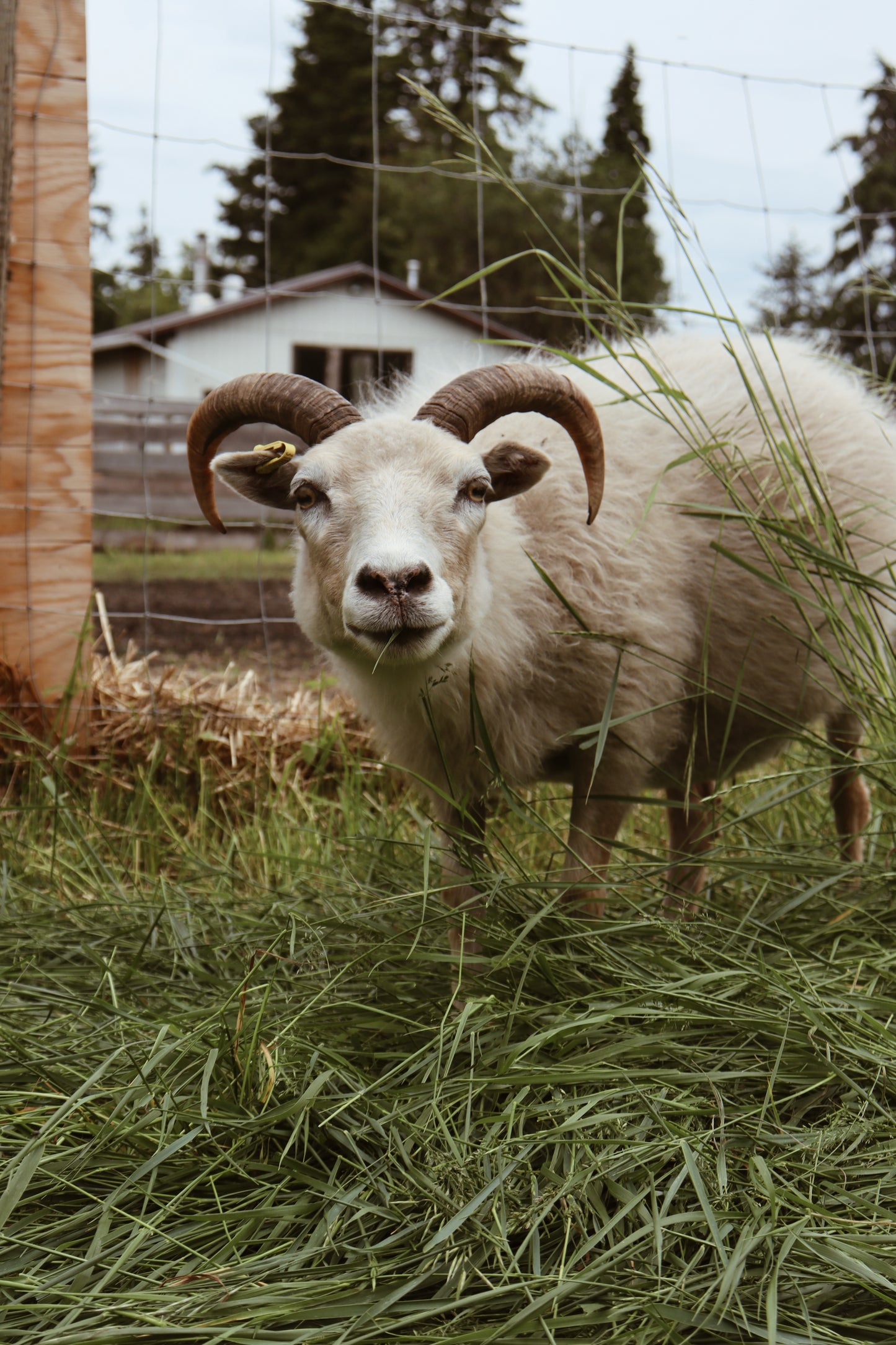 2025 Lamb Reservations