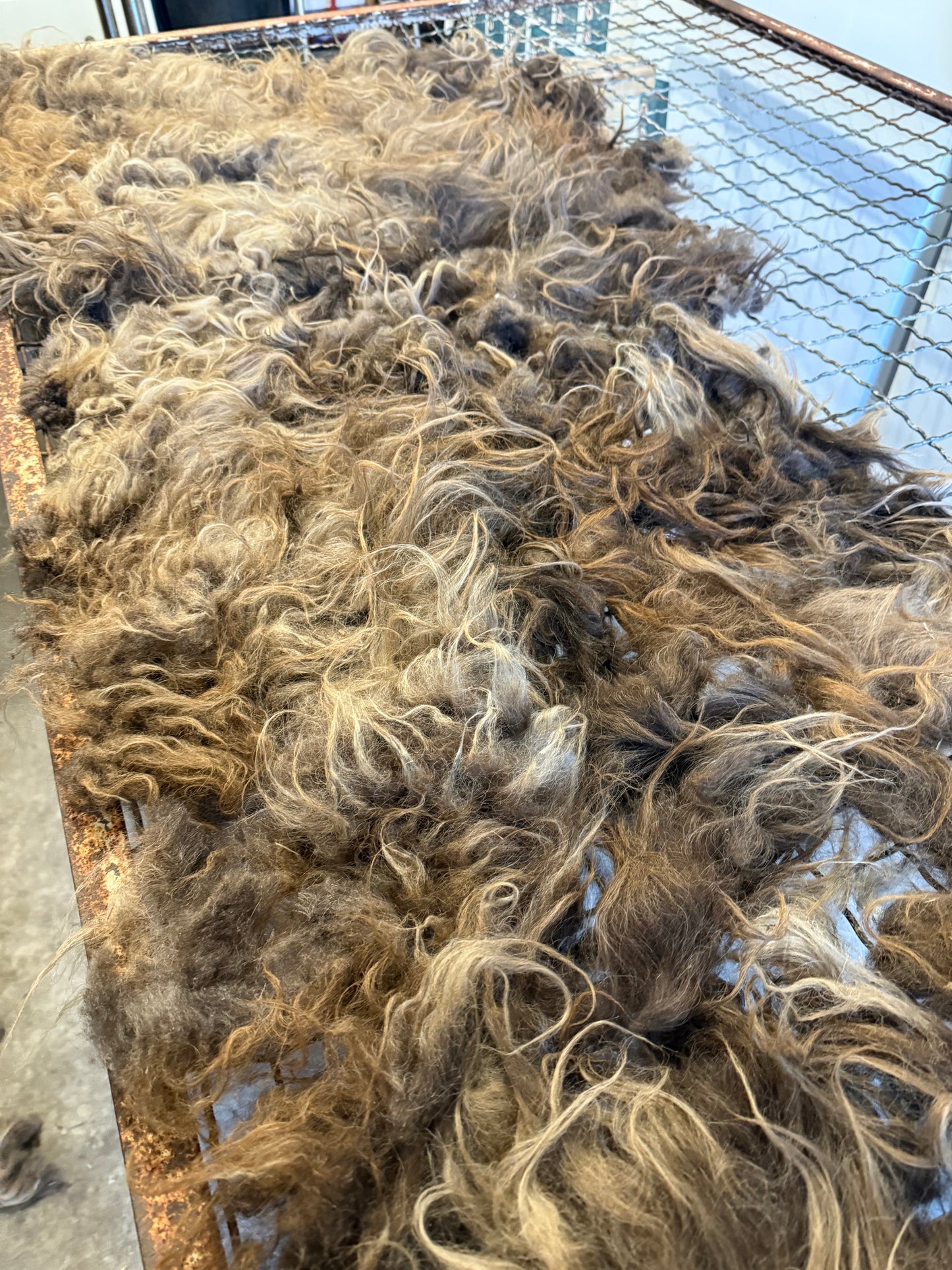 Icelandic Fall 2025 Fleece - “Gwyneth”