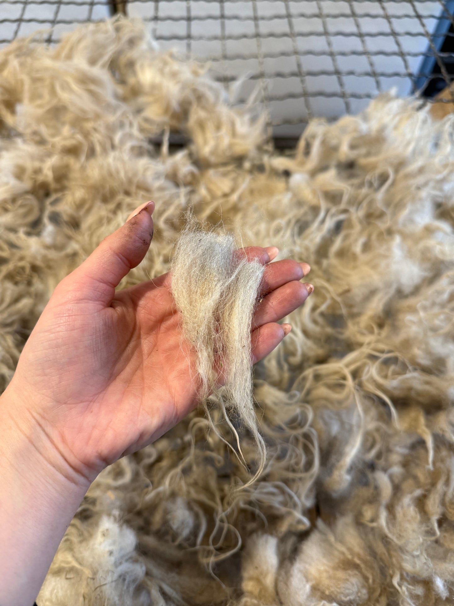 Icelandic Lamb Fall 2025 Fleece - “Gunnar”