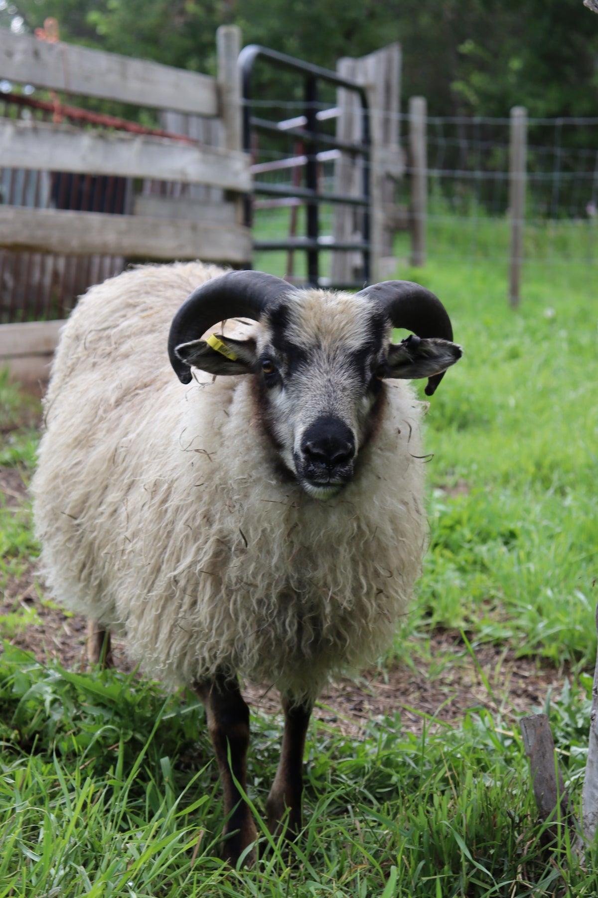 SponsorSHEEP 2026-2027