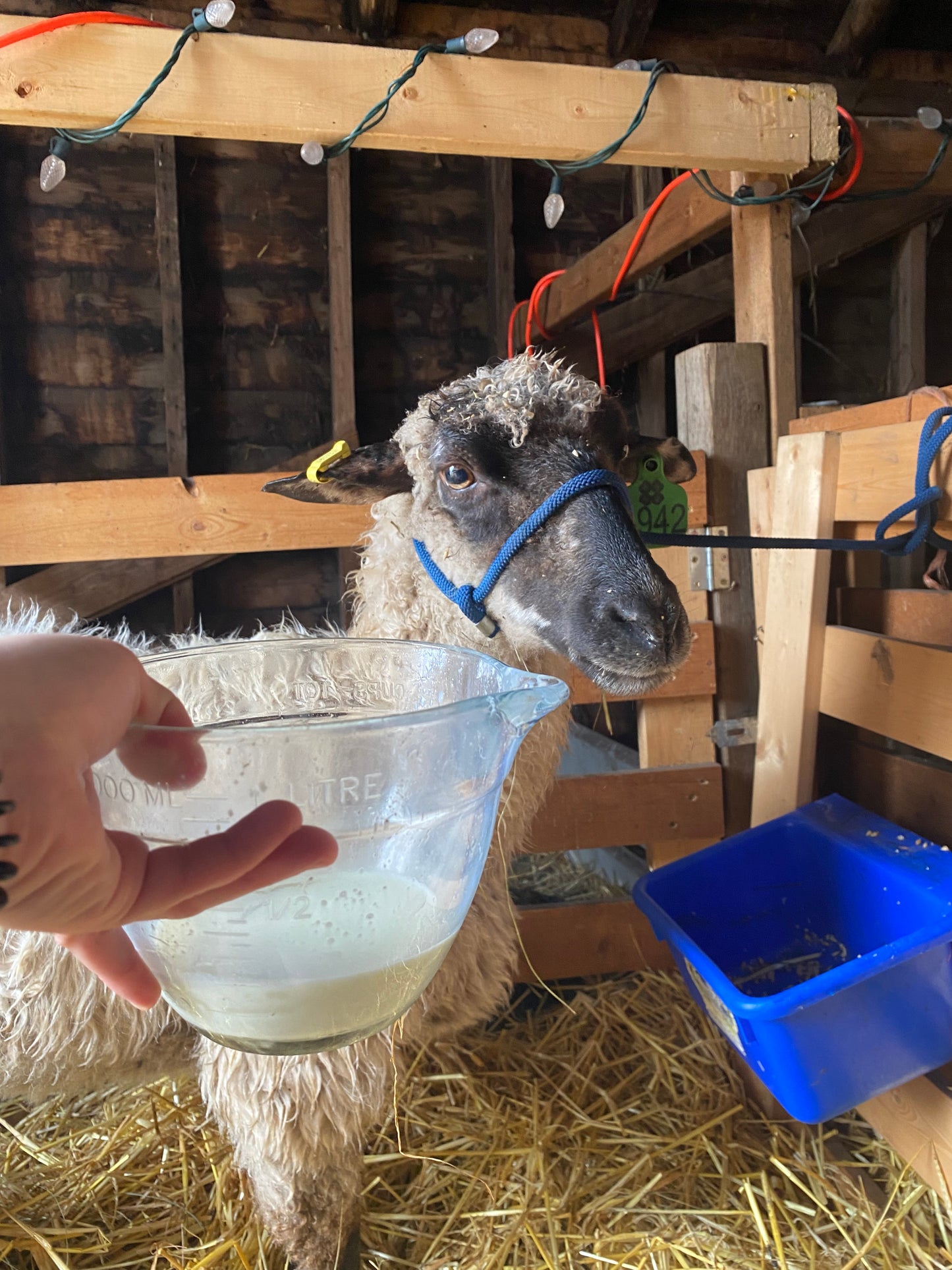 Sheep Milk Soap