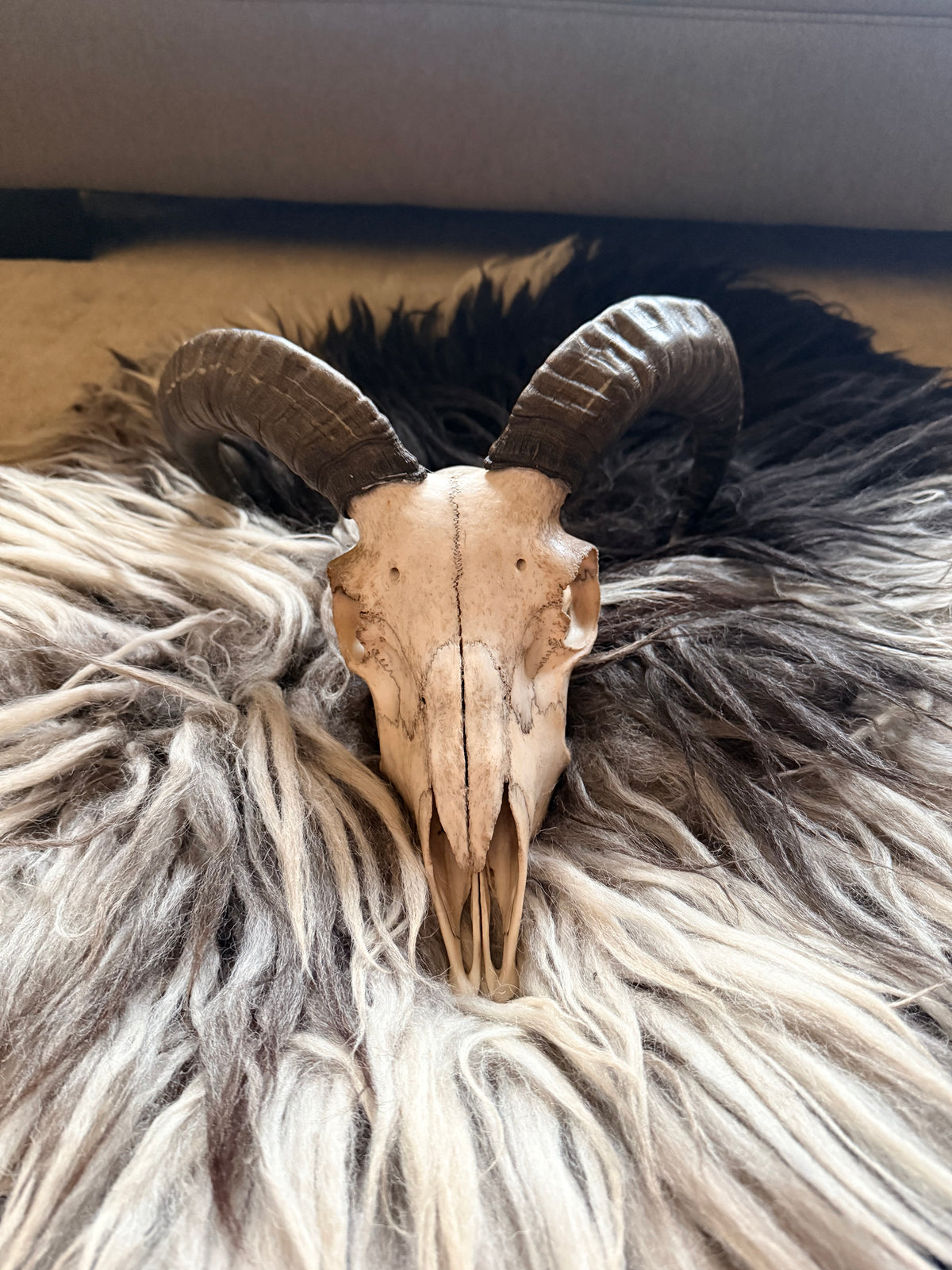 Icelandic Skull - “Badger”