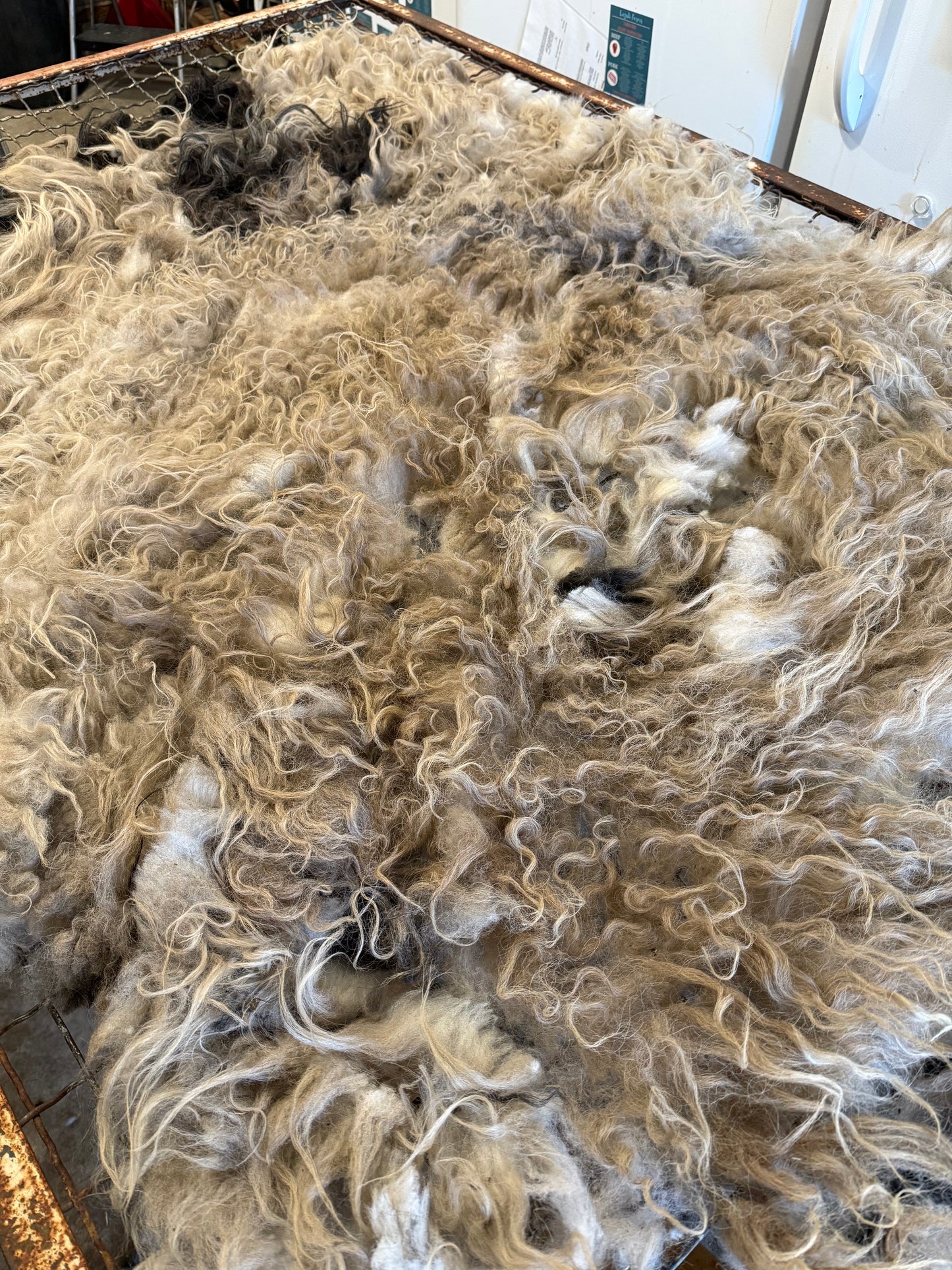 Icelandic Fall 2025 Fleece - “Badger”