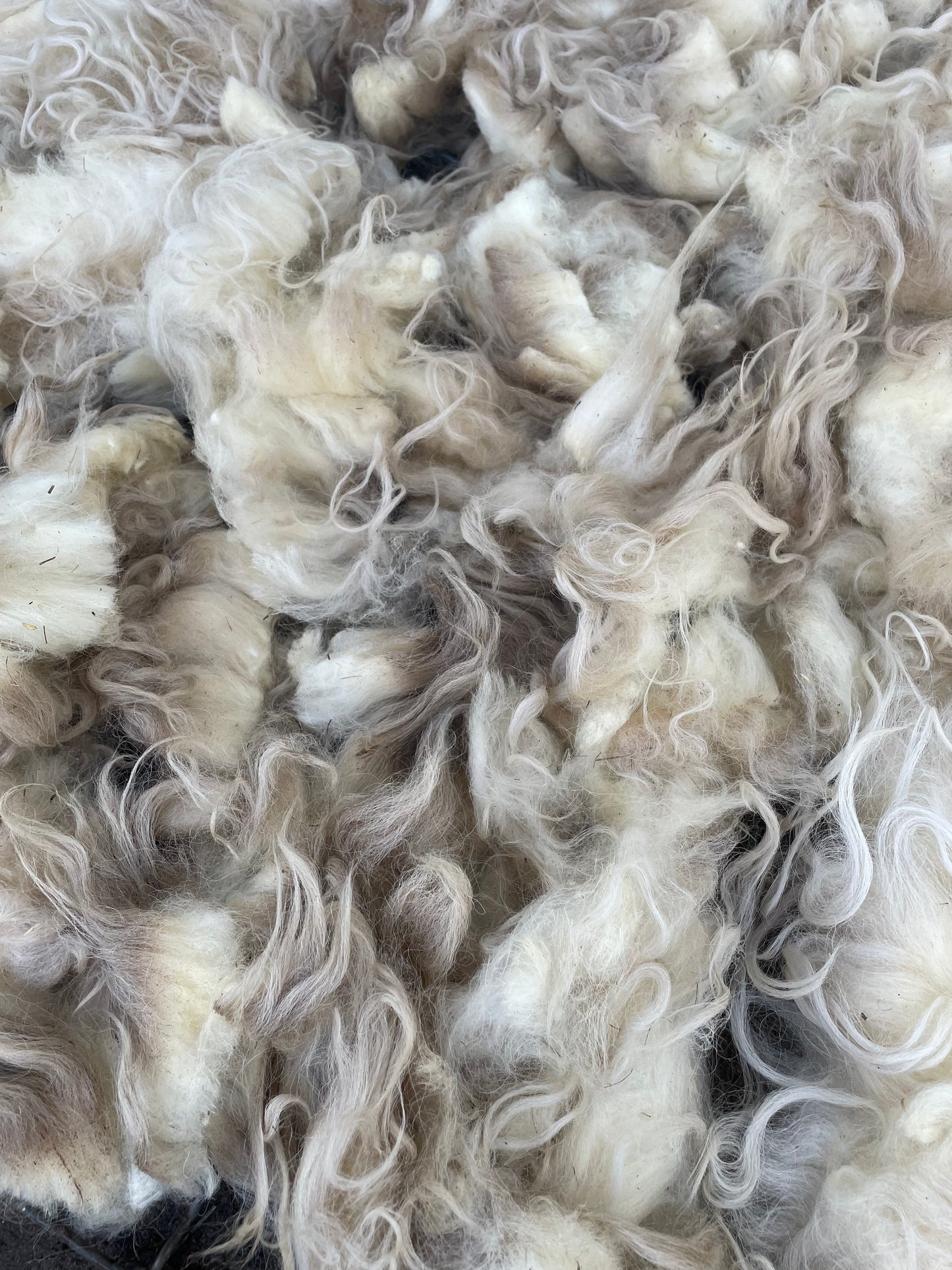 Navajo Churro Fleece - Archer