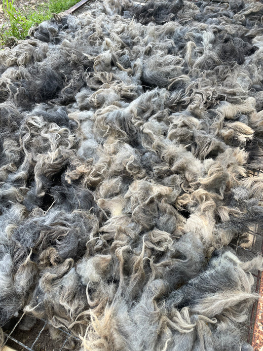 Navajo Churro Fleece - Rowan