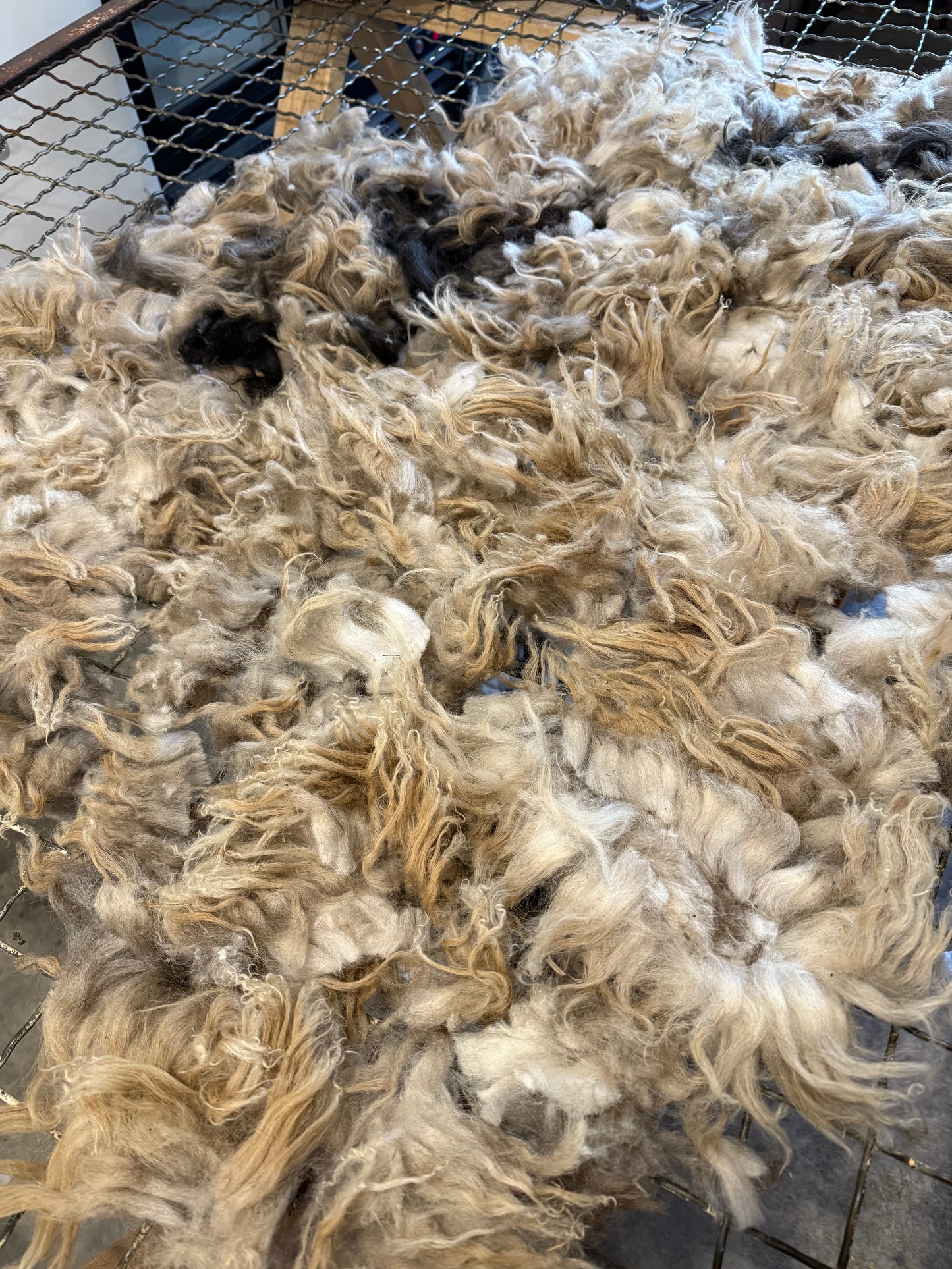 Icelandic x Navajo Churro Lamb Fleece - Aria