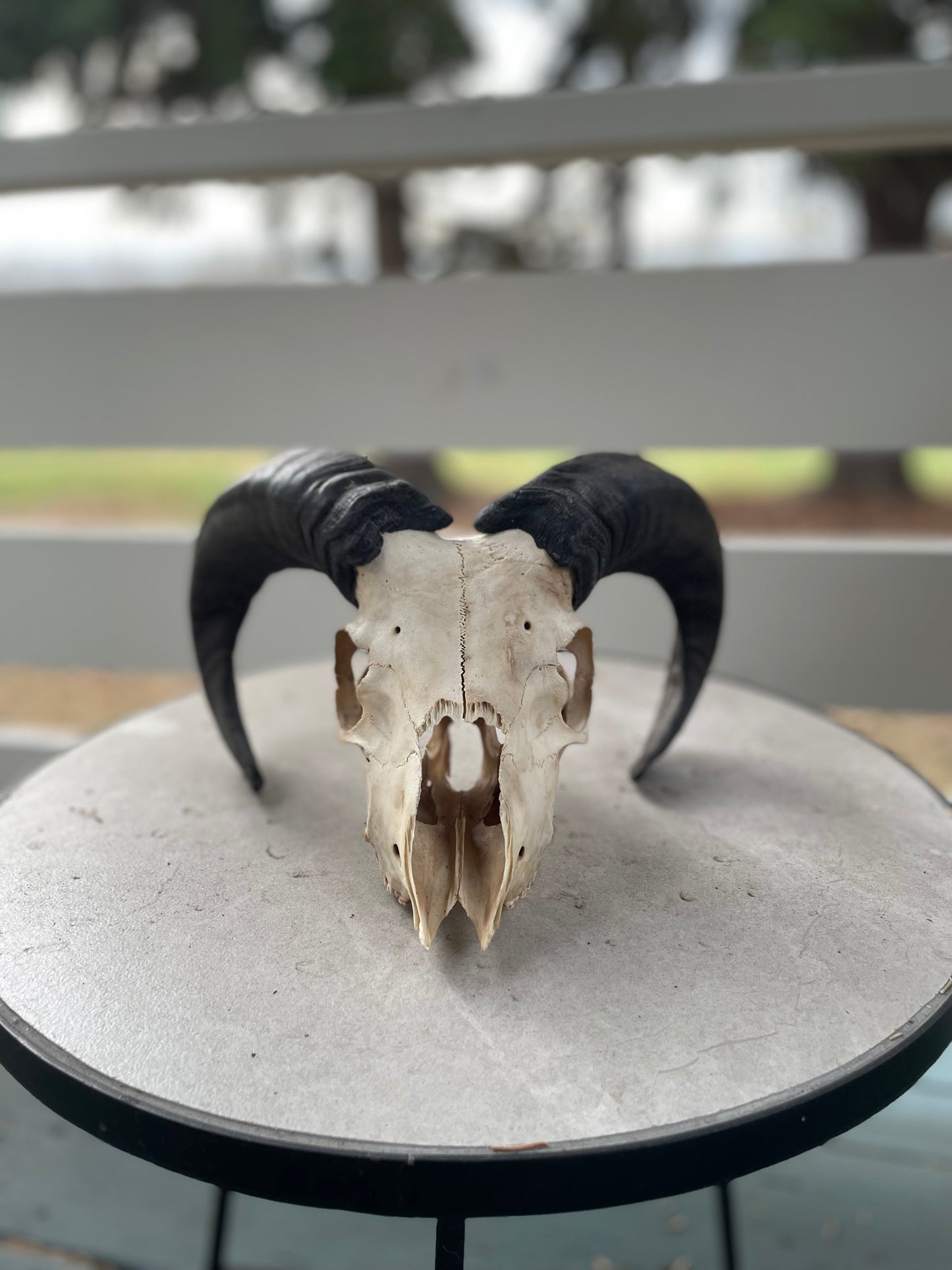 Icelandic Ram Skull “Zeus”