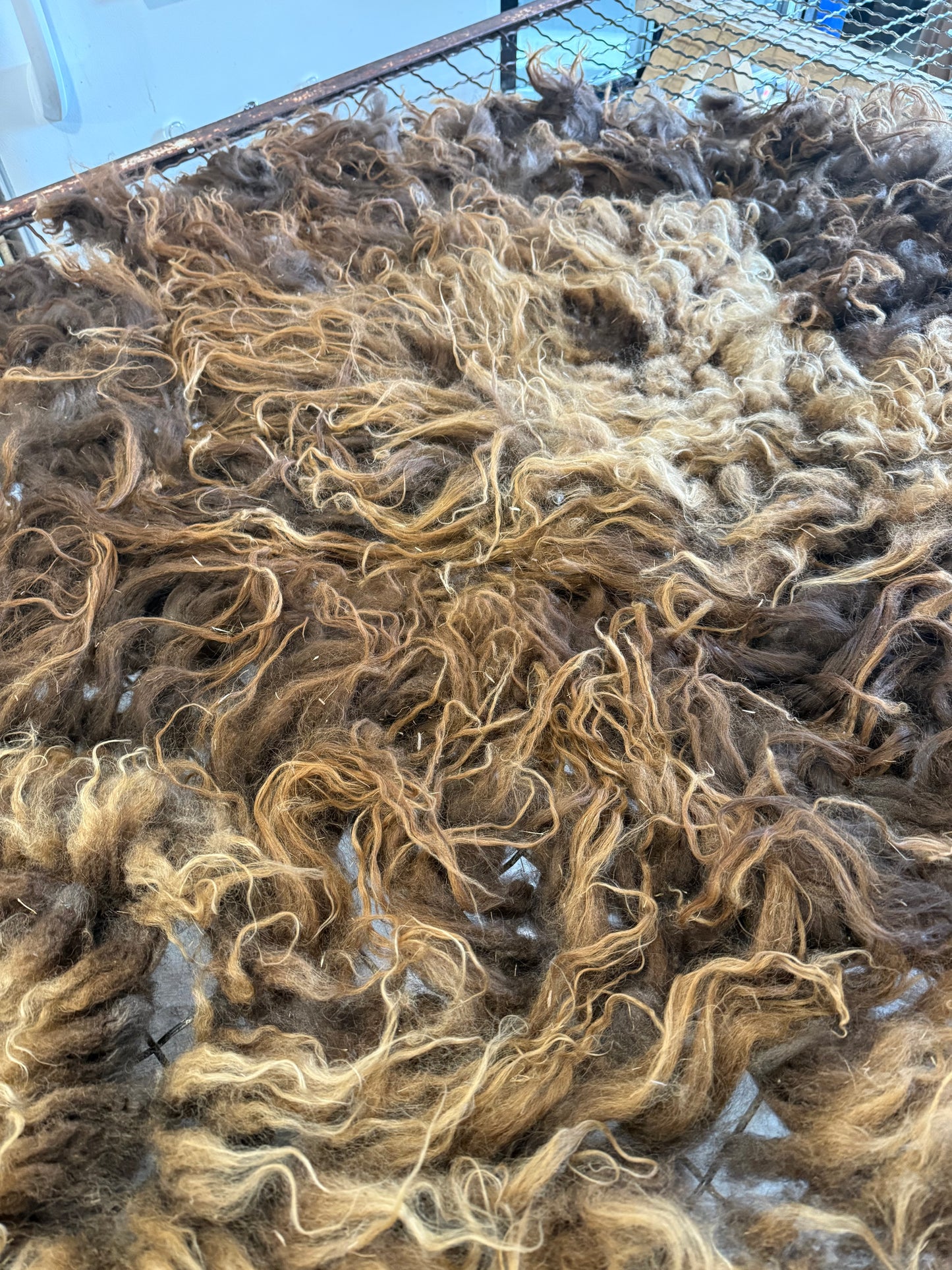 Icelandic Fall 2025 Lamb Fleece - “Nella”