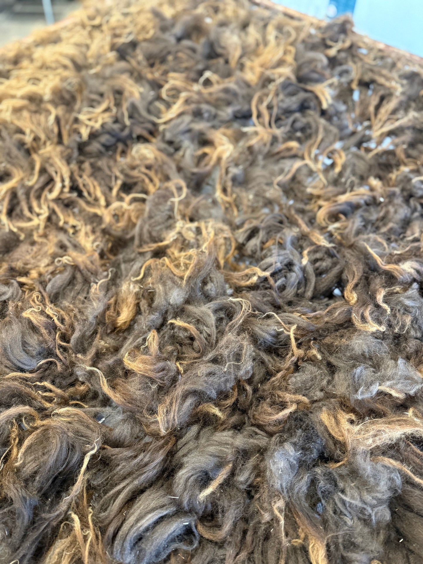 Icelandic Lamb Fall 2025 Fleece - “Faida”