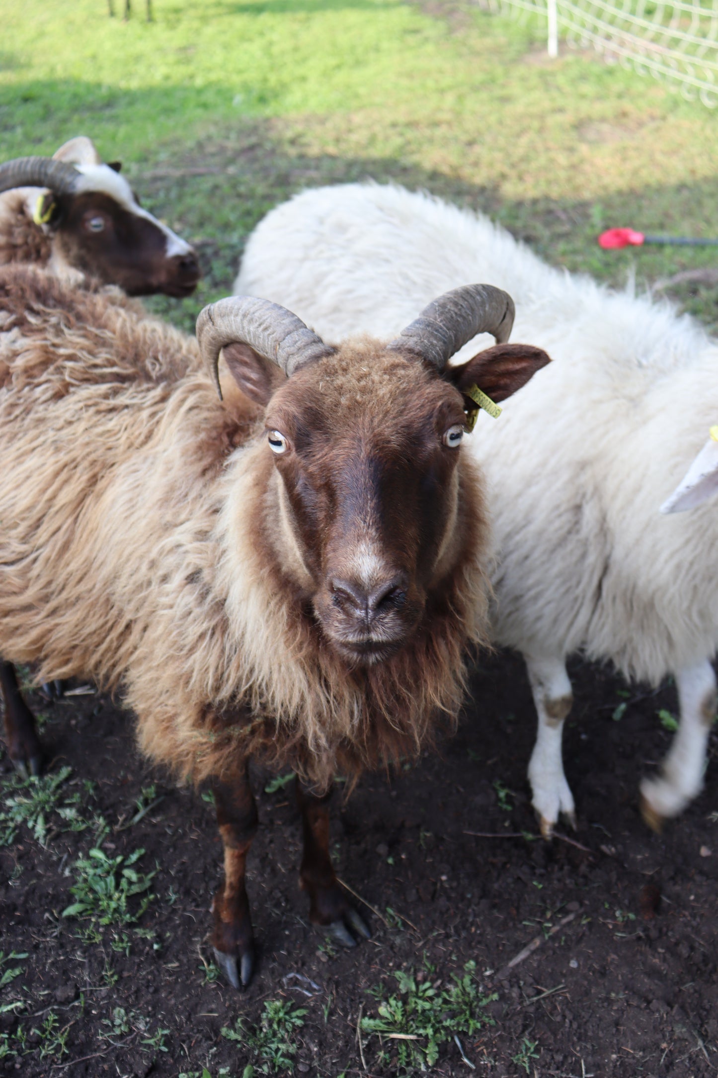 Icelandic Fall 2025 Fleece - “Greta”