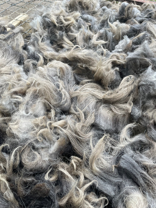 Navajo Churro Fleece - Rowan