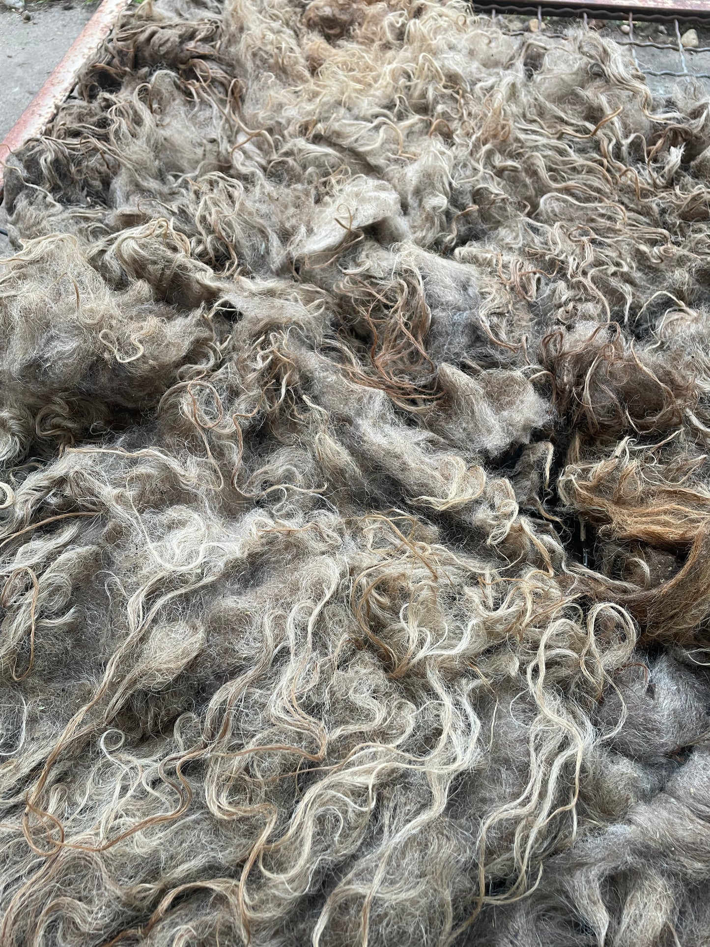 Icelandic Fleece - Annie