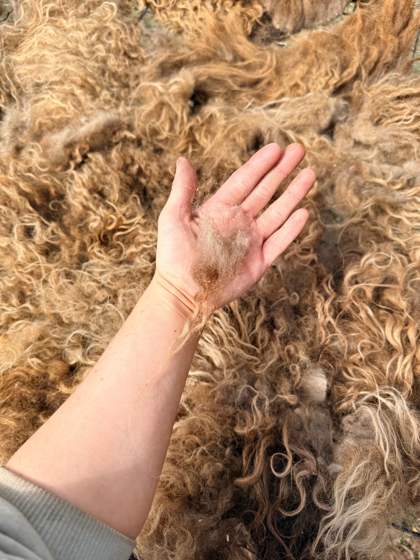 Spring 26’ Icelandic Fleece - “Greta”