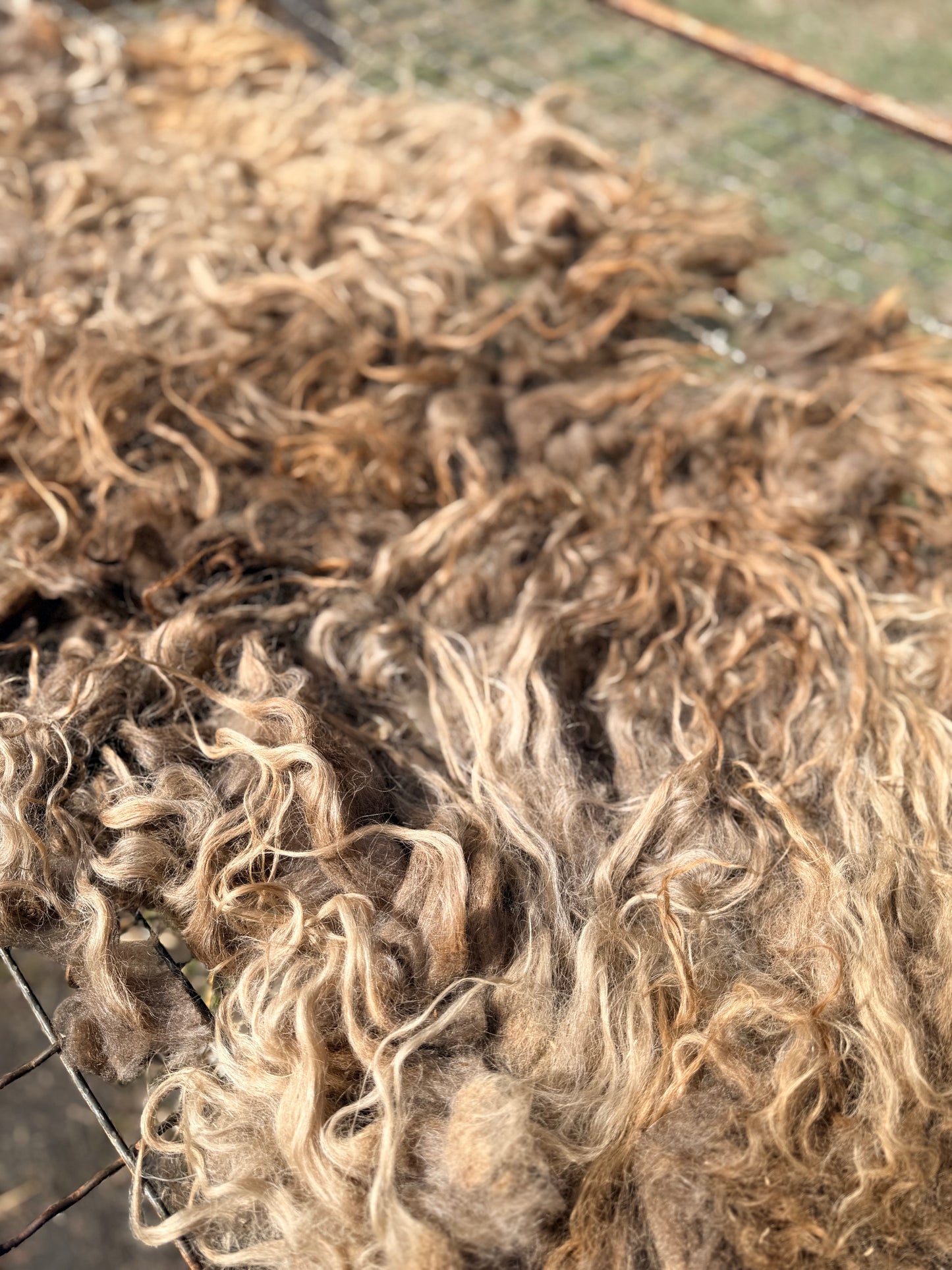 Spring 26’ Icelandic Fleece - “Inrama”