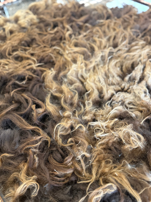 Icelandic Fall 2025 Lamb Fleece - “Nella”