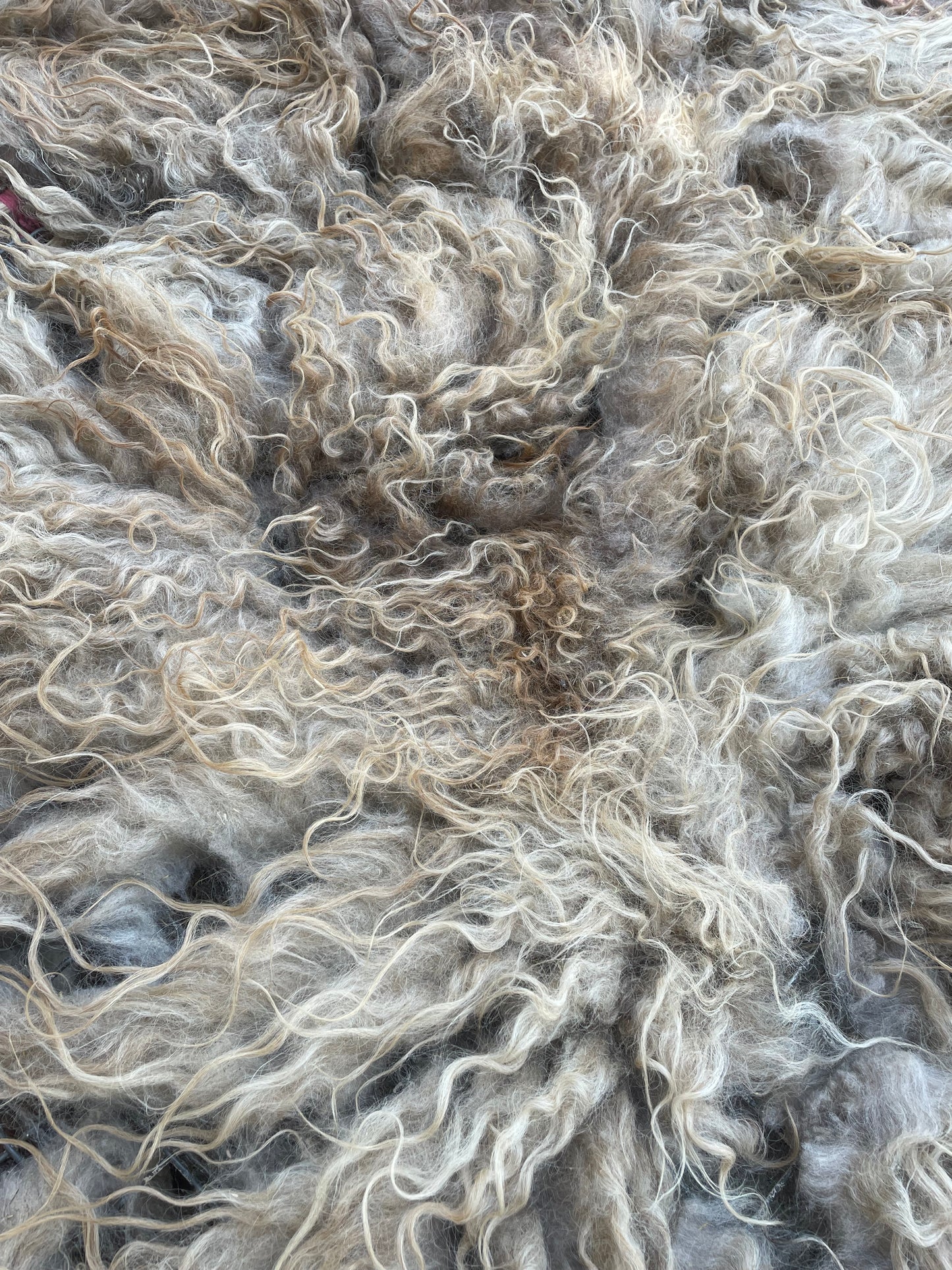 Icelandic Fleece - Annie