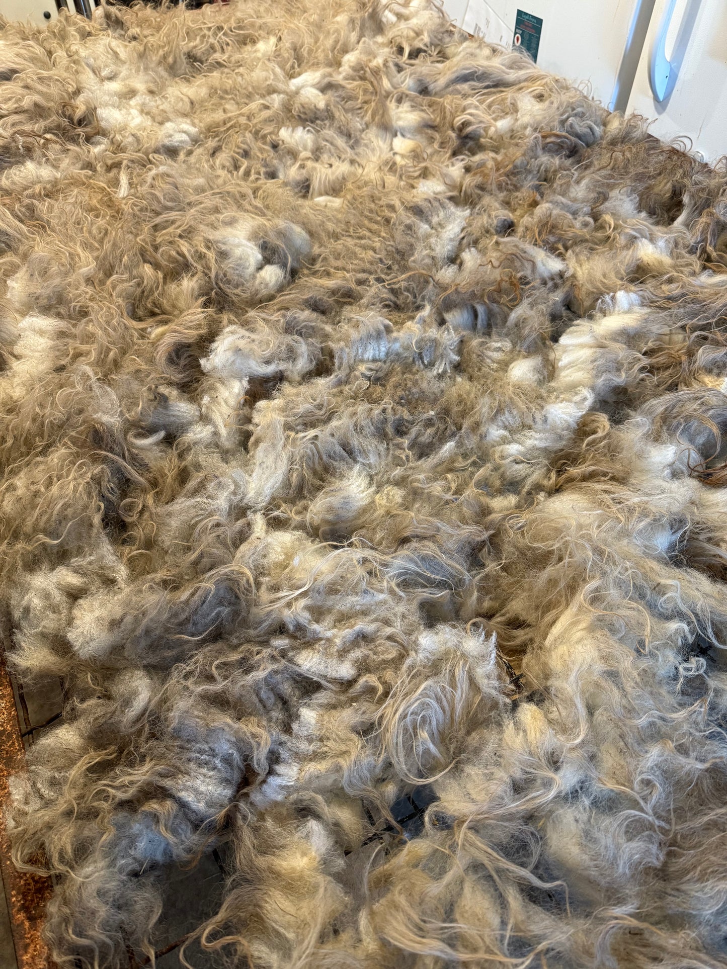 Icelandic Fall 2025 Fleece - “Icy”