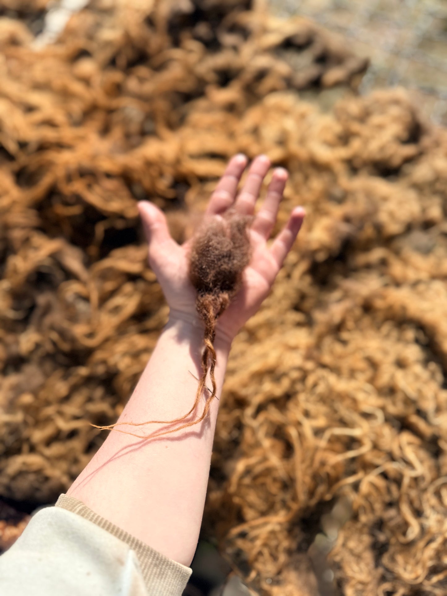 Spring 26’ Icelandic Fleece - “Faida”