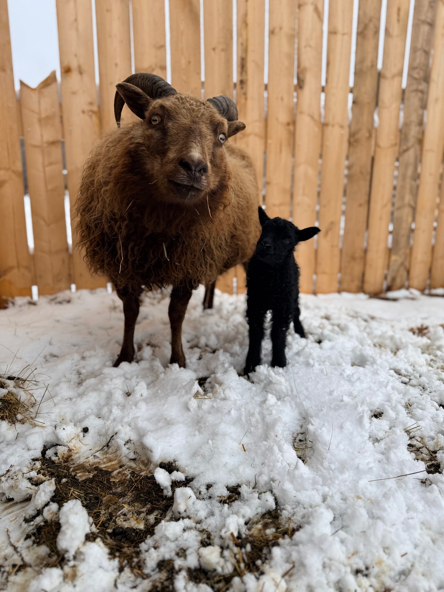 Spring 26’ Icelandic Fleece - “Greta”