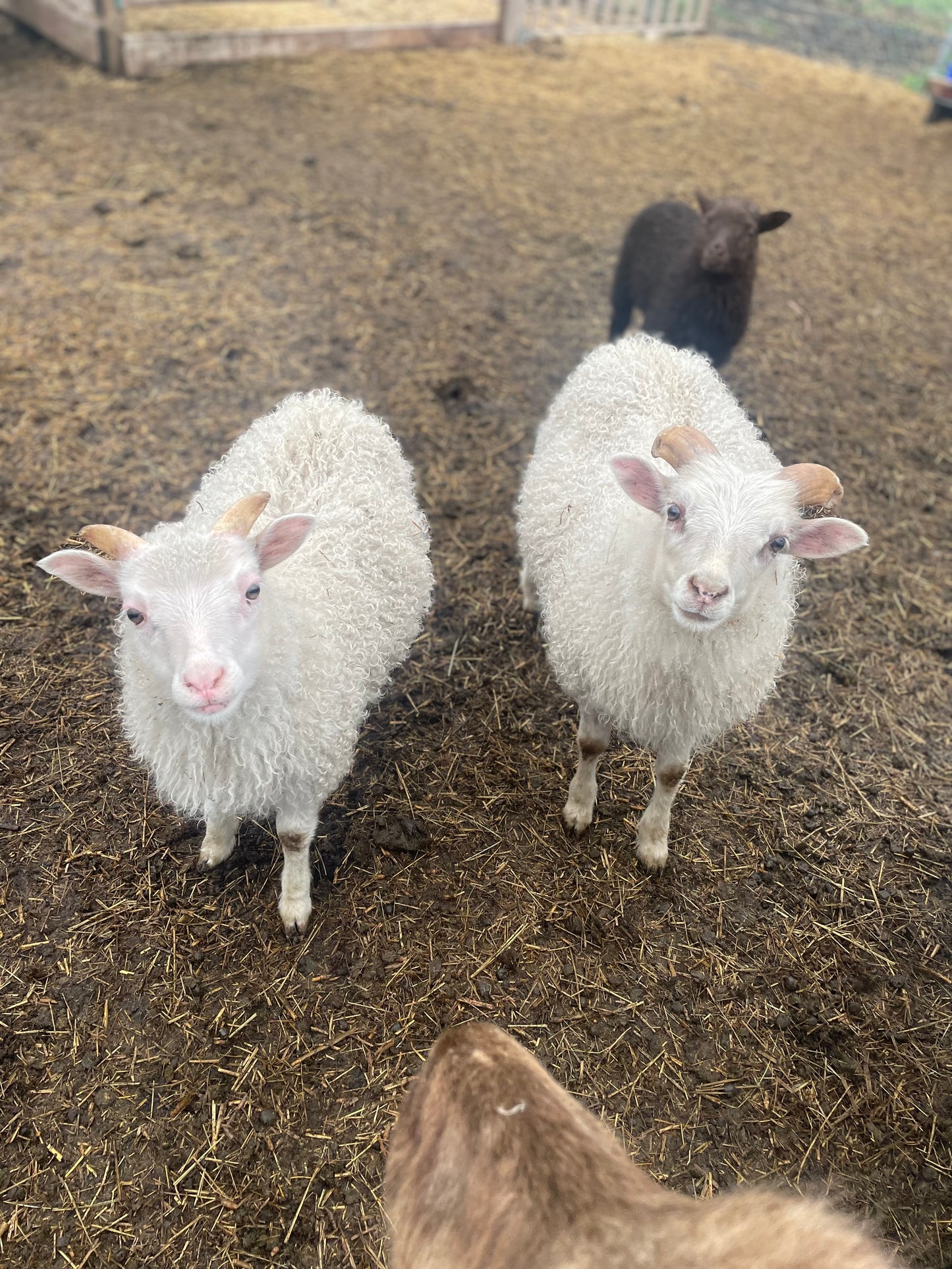 Lamb Reservations 2026