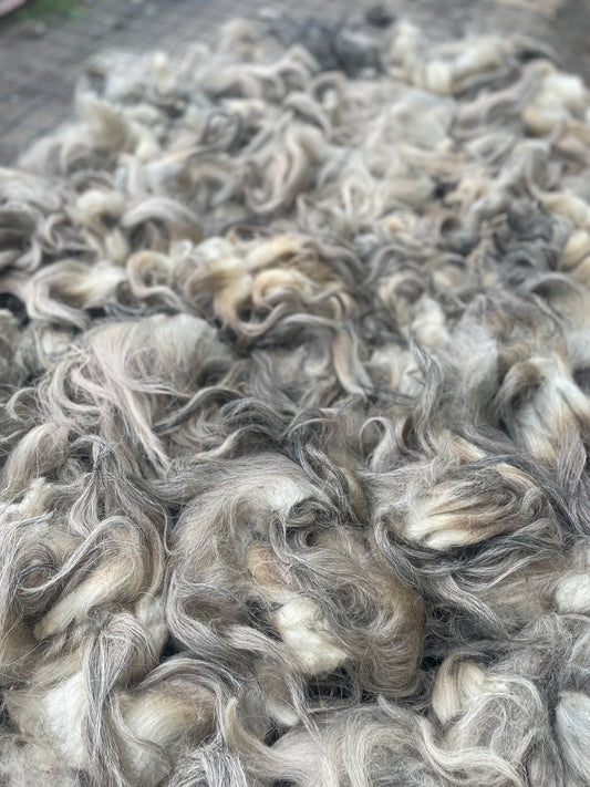 Navajo Churro Fleece - Honey