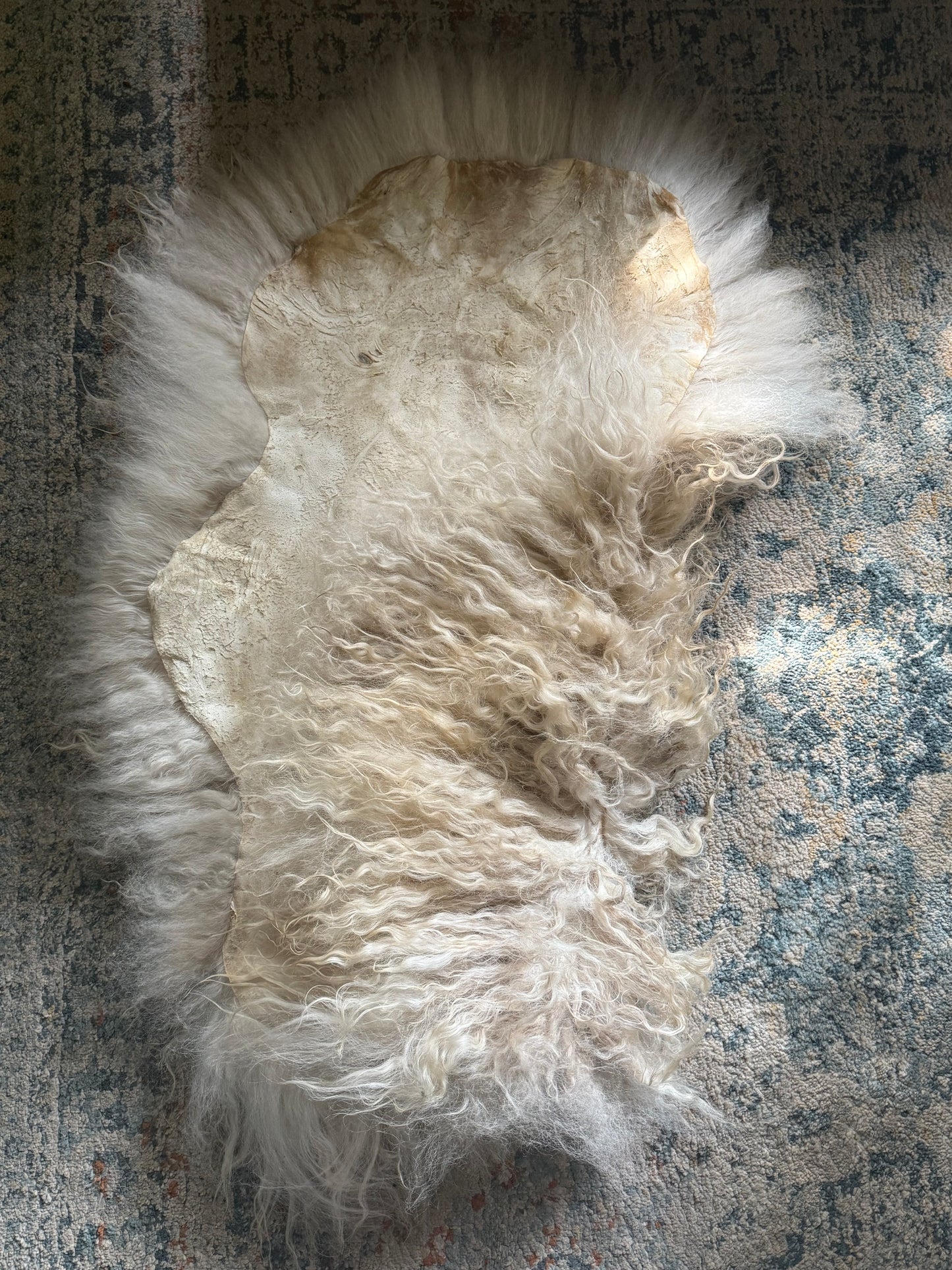 Icelandic Hide - “Joey”
