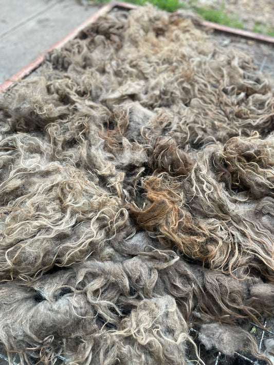 Icelandic Fleece - Annie