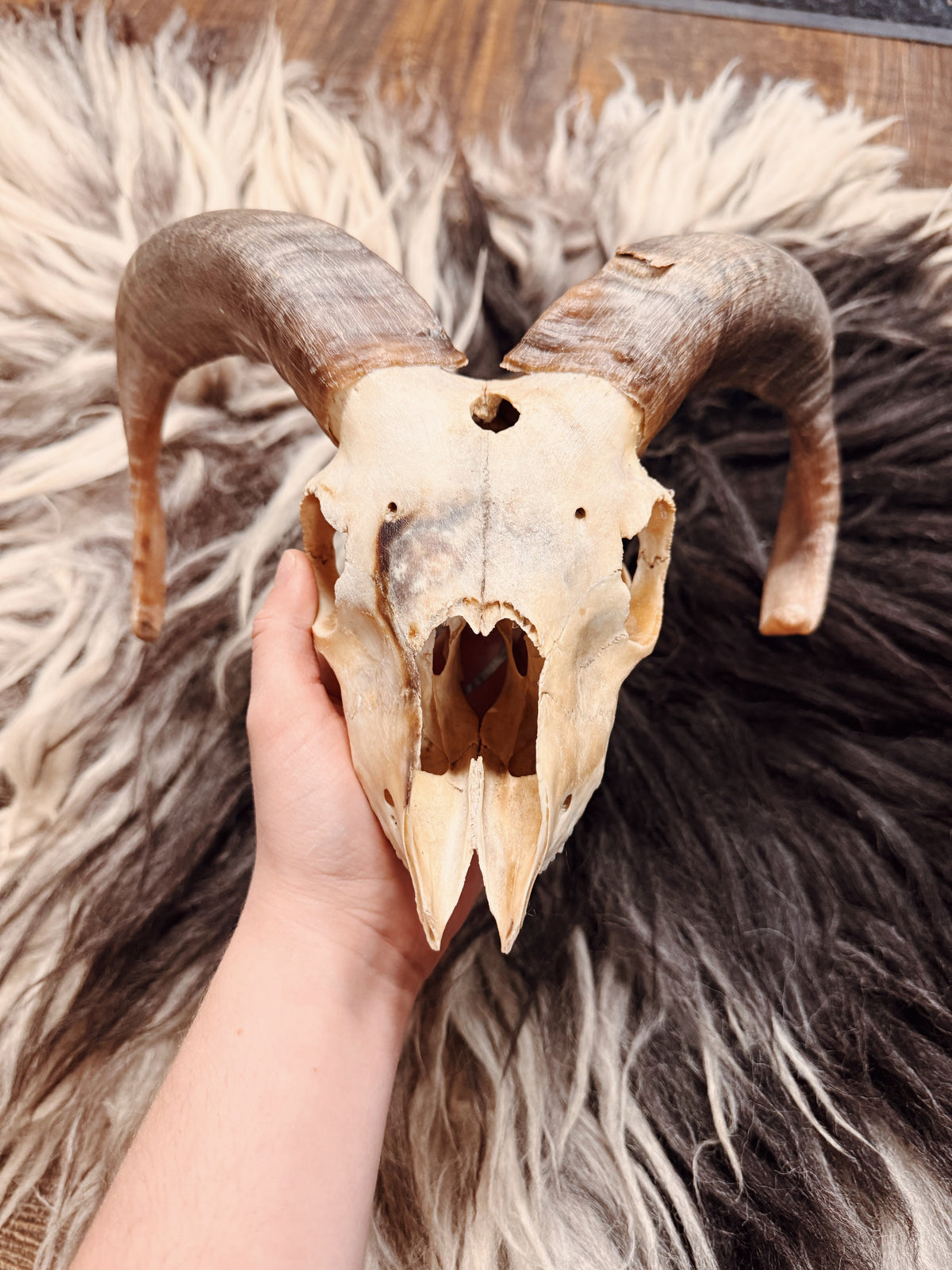 Icelandic Lamb Skull