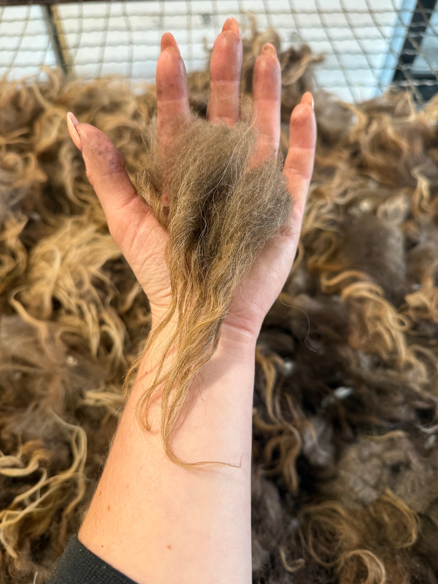 Icelandic Fall 2025 Fleece - “Greta”