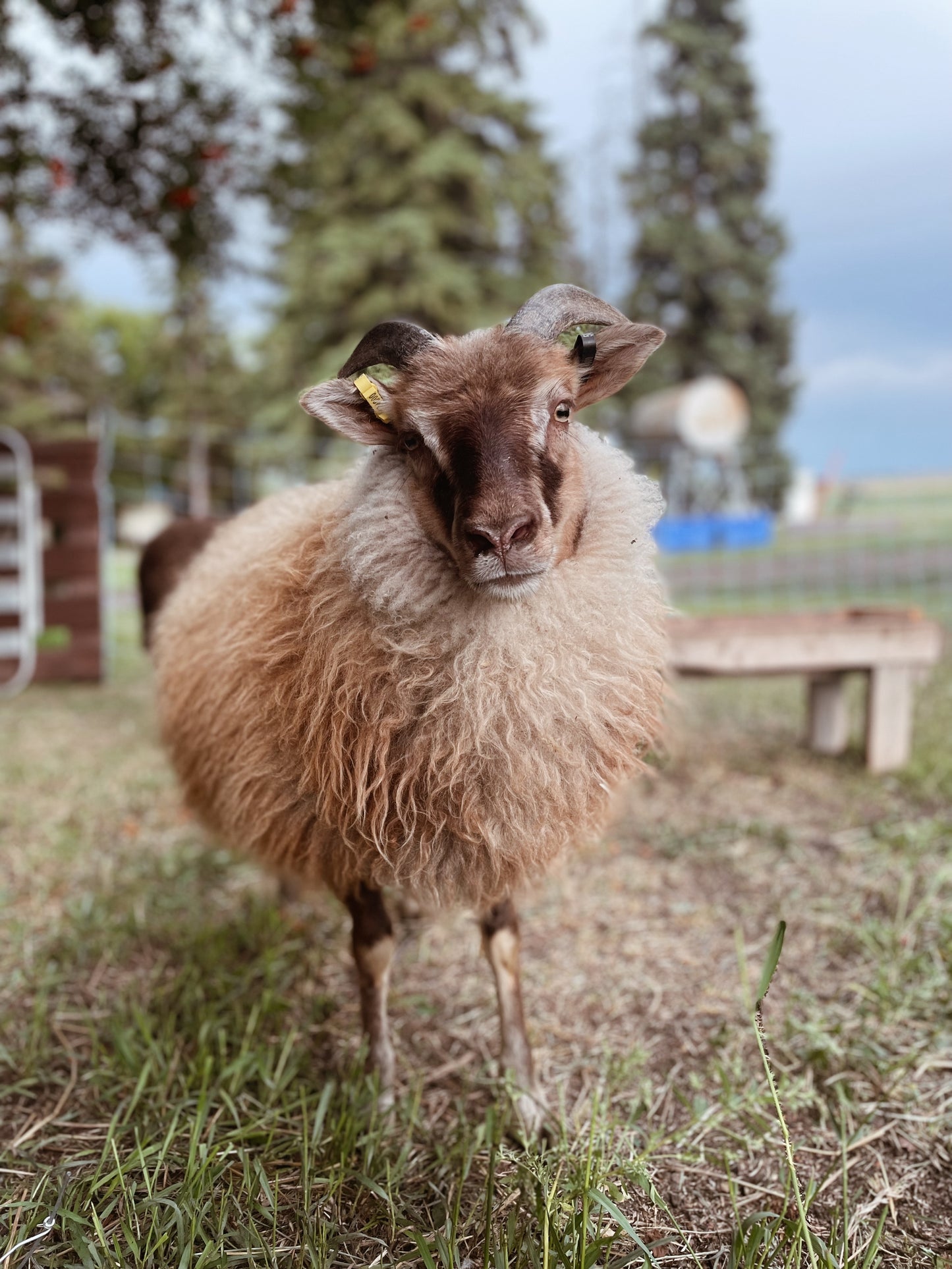 2025 Lamb Reservations