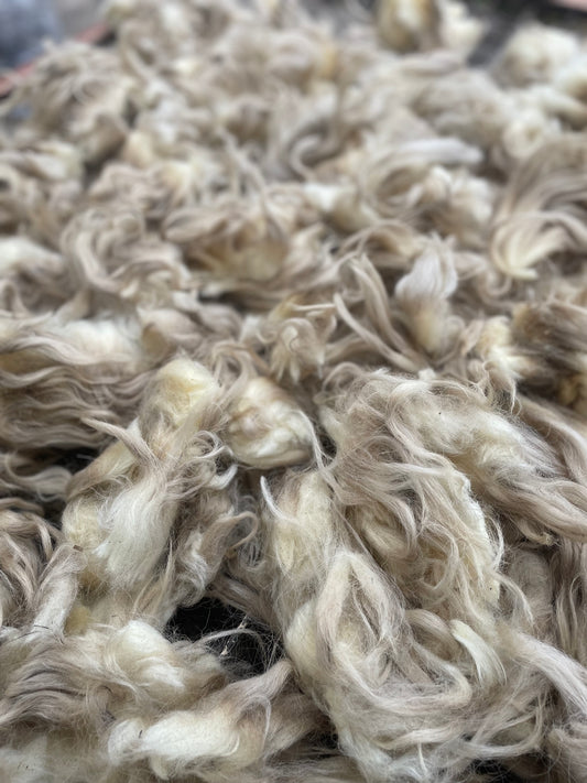 Navajo Churro Fleece - Magenta