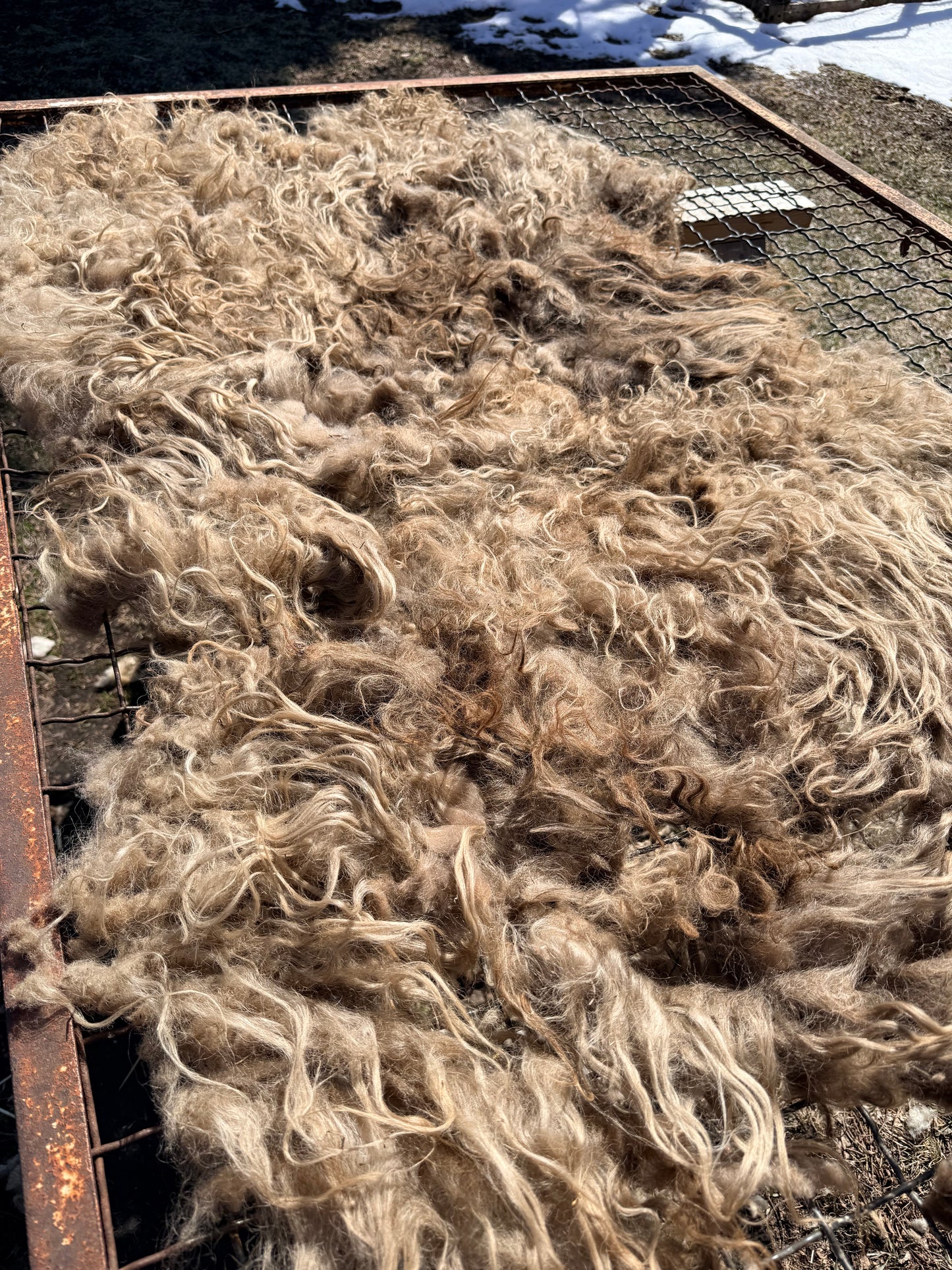 Spring 26’ Icelandic Fleece - “Helga”