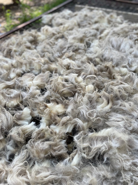 Navajo Churro Fleece - Snow
