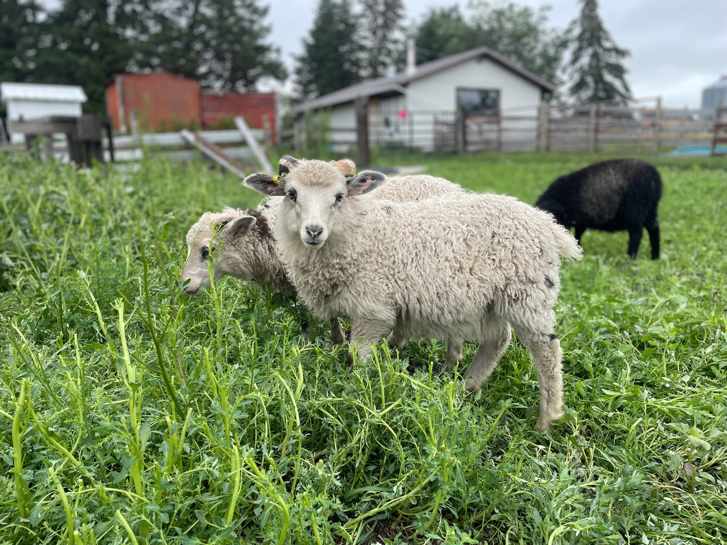 Icelandic x Navajo Churro Lamb Fall 2025 Fleece - “Ian”