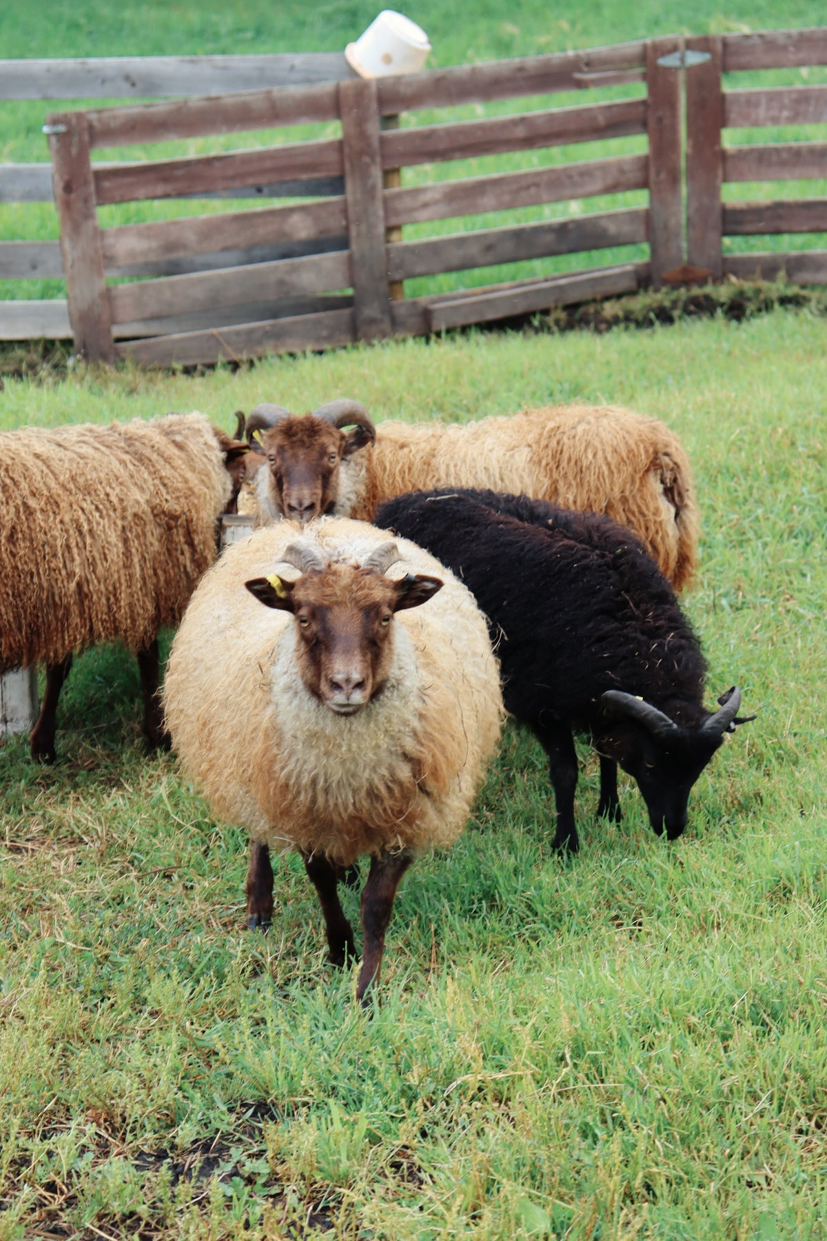 SponsorSHEEP 2026-2027