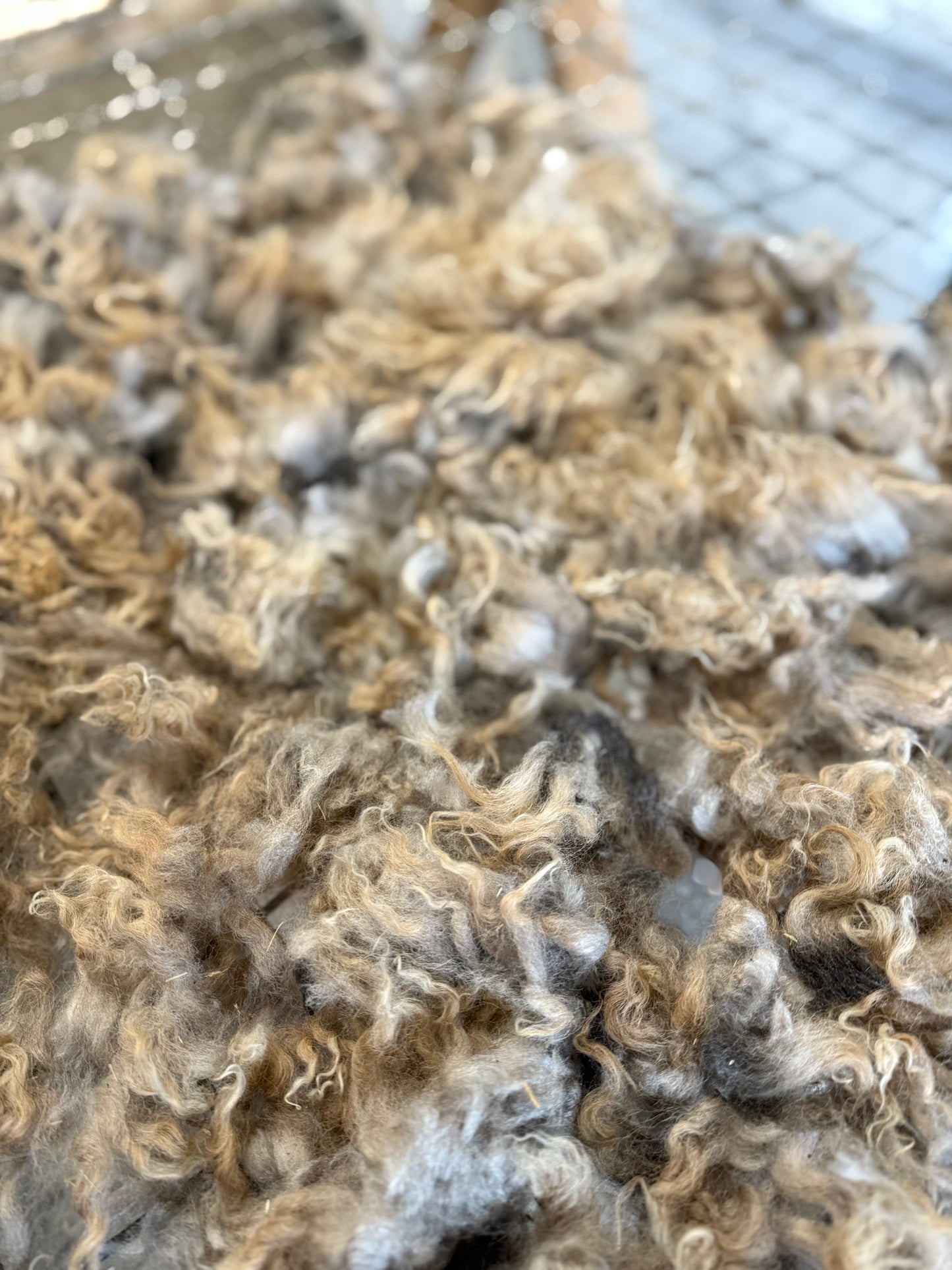 Icelandic x Navajo Churro Lamb Fall 2025 Fleece - “Fern”